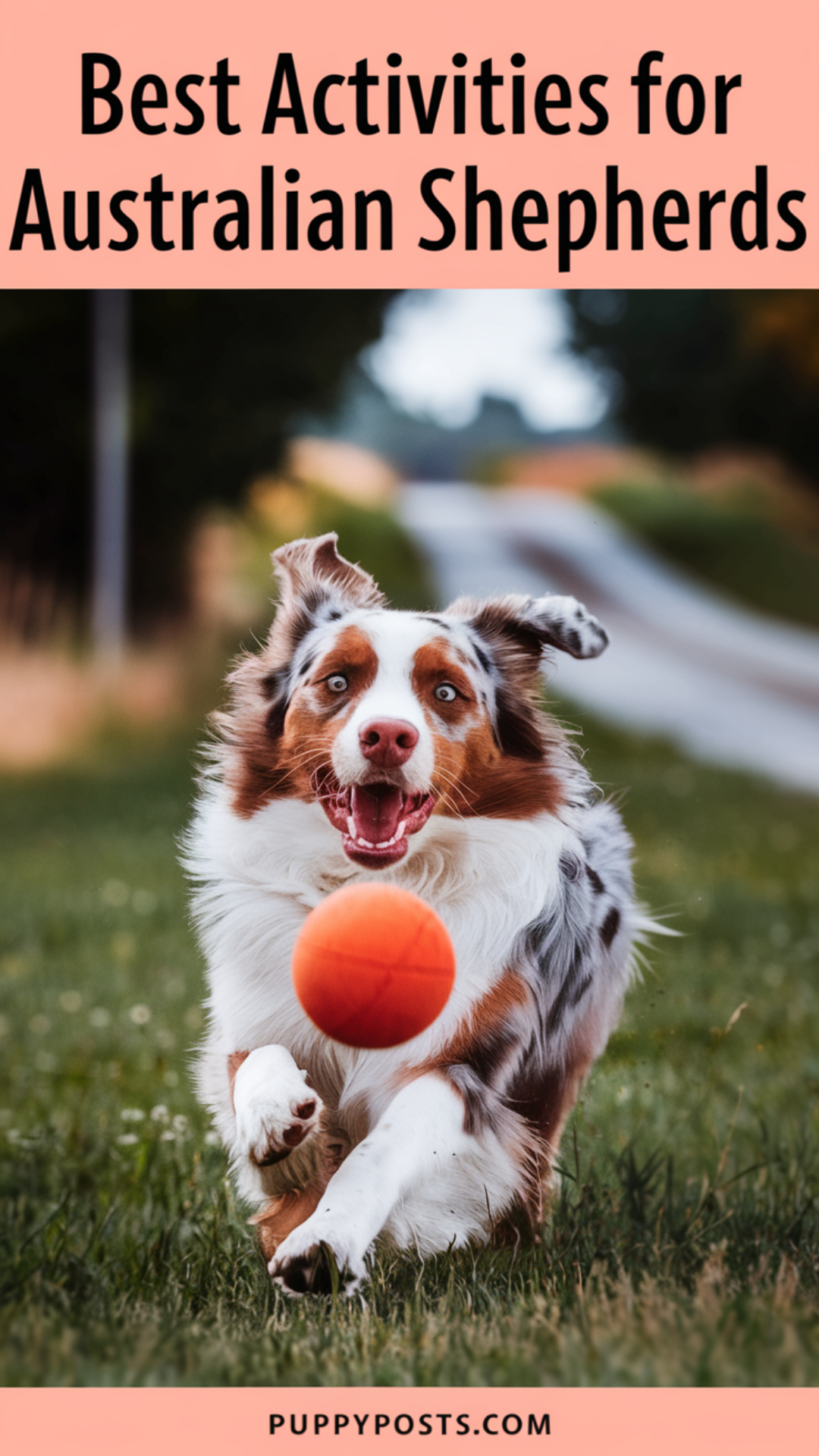 Best Activities For Australian Shepherds Best Activities For Australian Shepherds