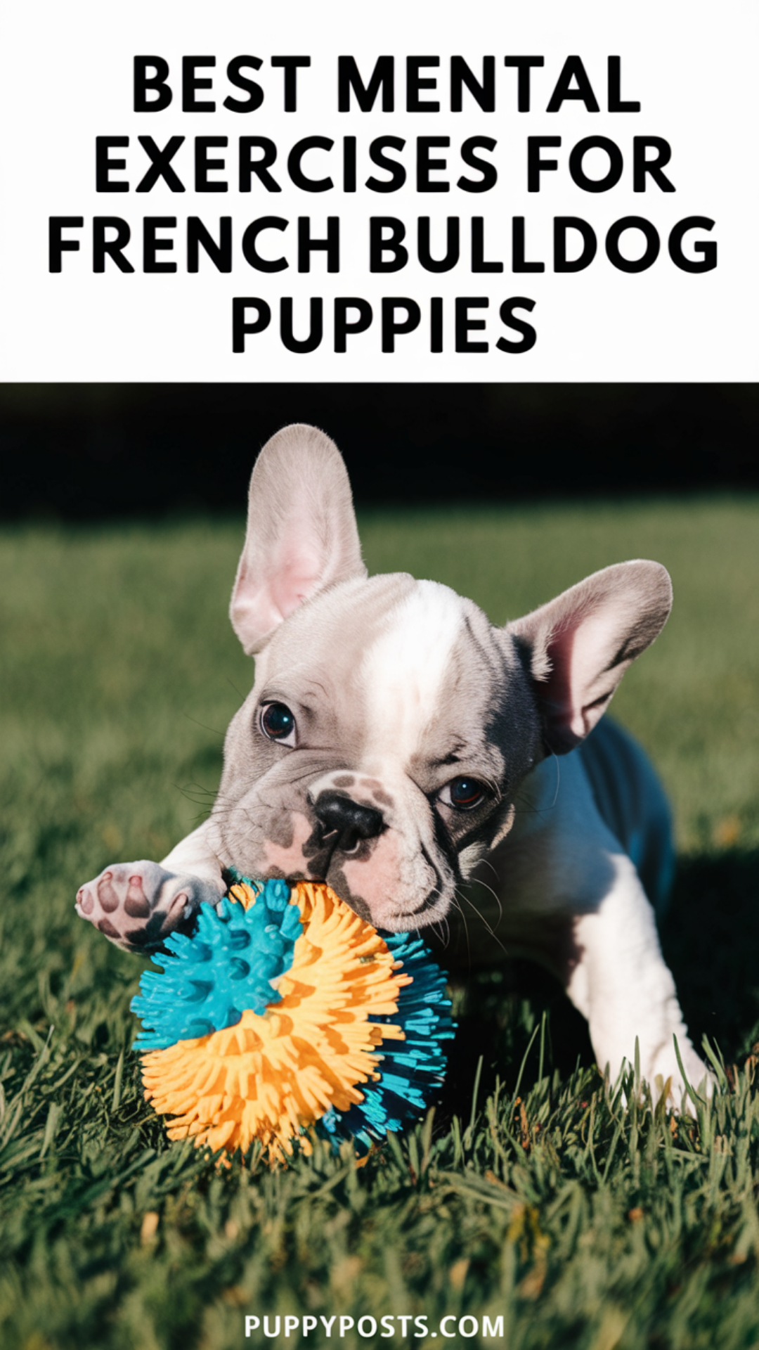 Best Mental Exercises For French Bulldog Puppies