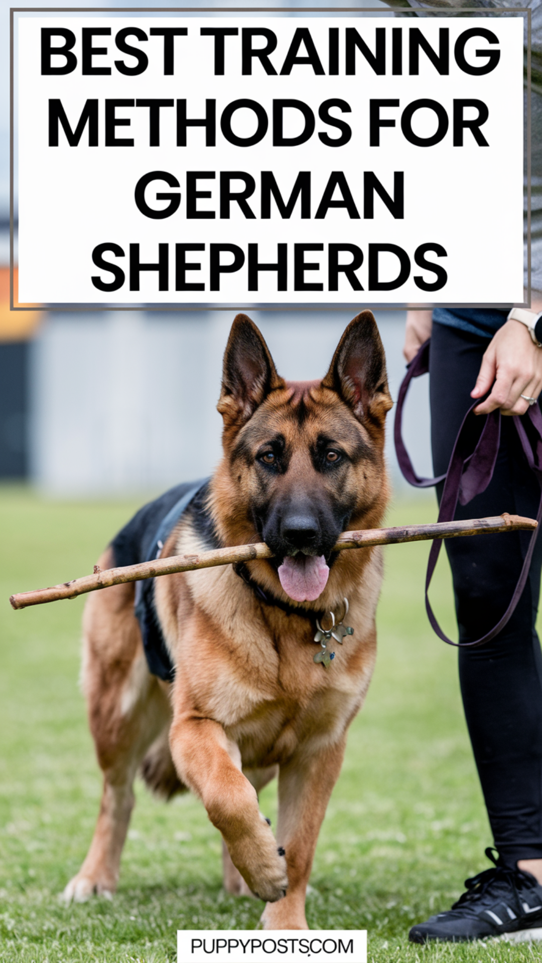 Best Training Methods For German Shepherds Best Training Methods For German Shepherds