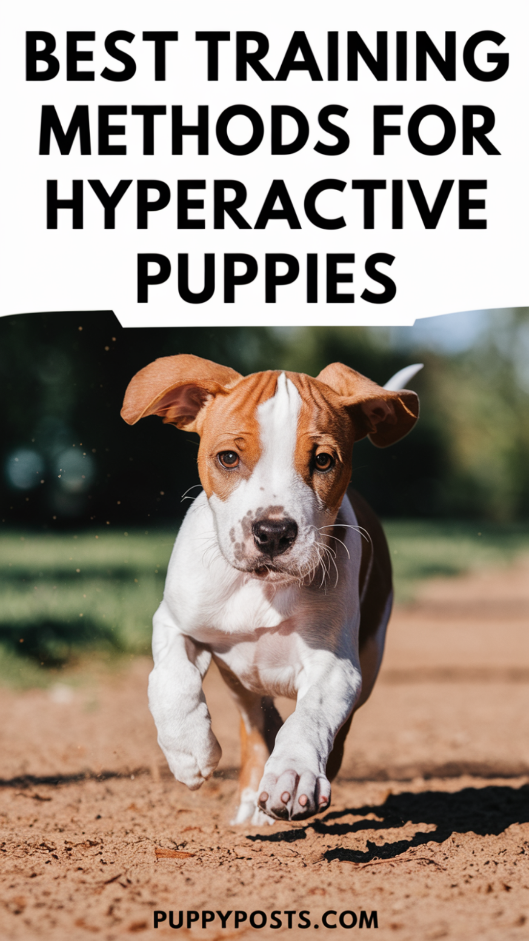 Best Training Methods For Hyperactive Puppies Best Training Methods For Hyperactive Puppies