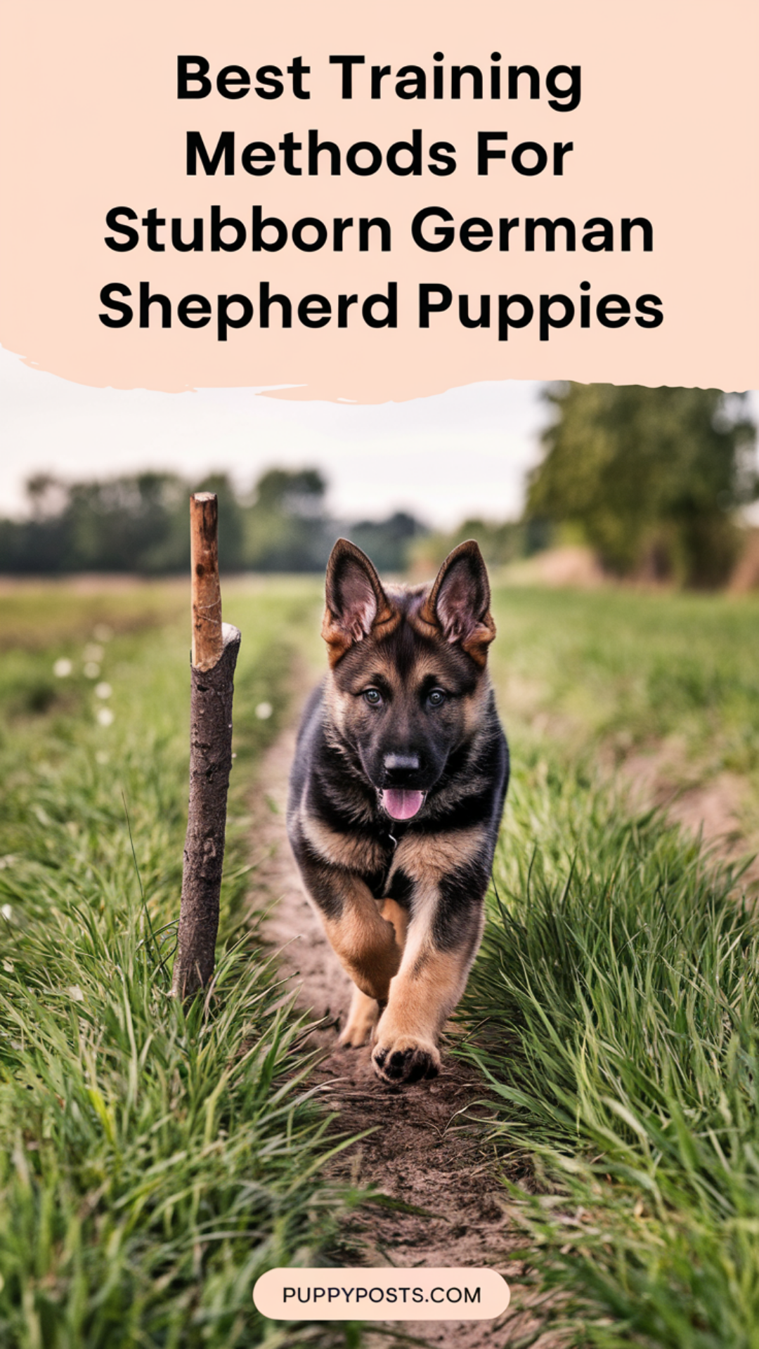 Best Training Methods For Stubborn German Shepherd Puppies