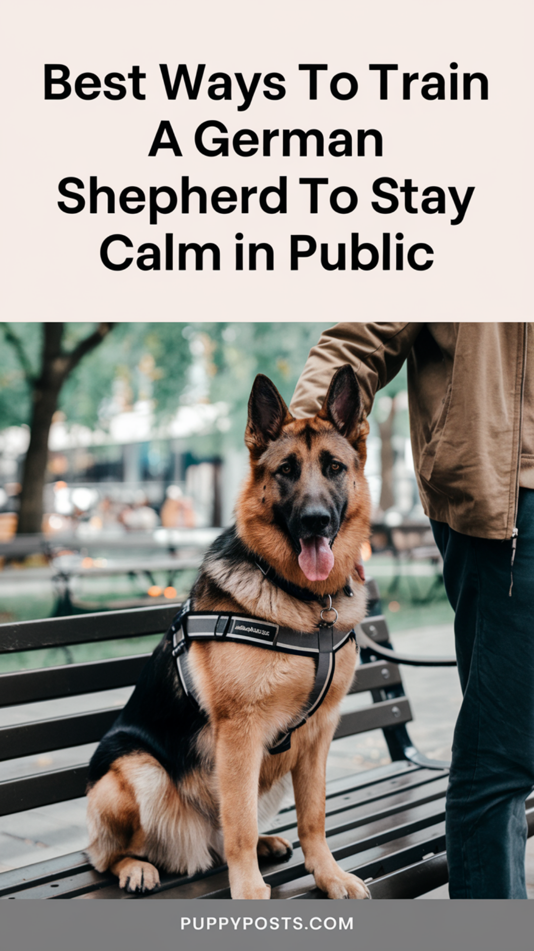 Best Ways To Train A German Shepherd To Stay Calm In Public Best Ways To Train A German Shepherd To Stay Calm In Public