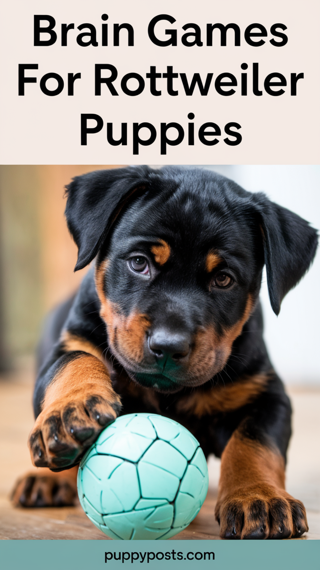 Brain Games For Rottweiler Puppies Brain Games For Rottweiler Puppies