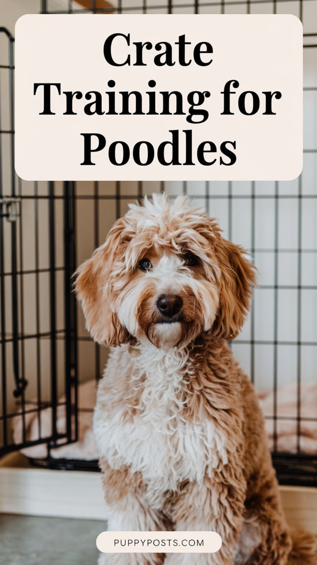 Crate training for Poodles Crate training for Poodles