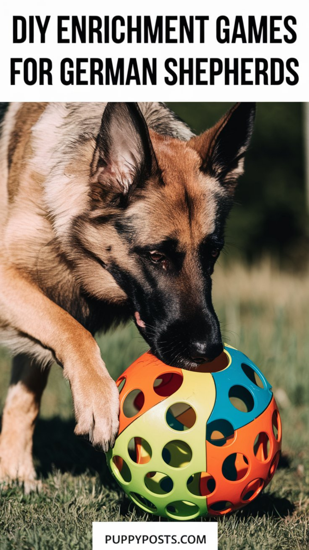 DIY dog training guide DIY dog training guide