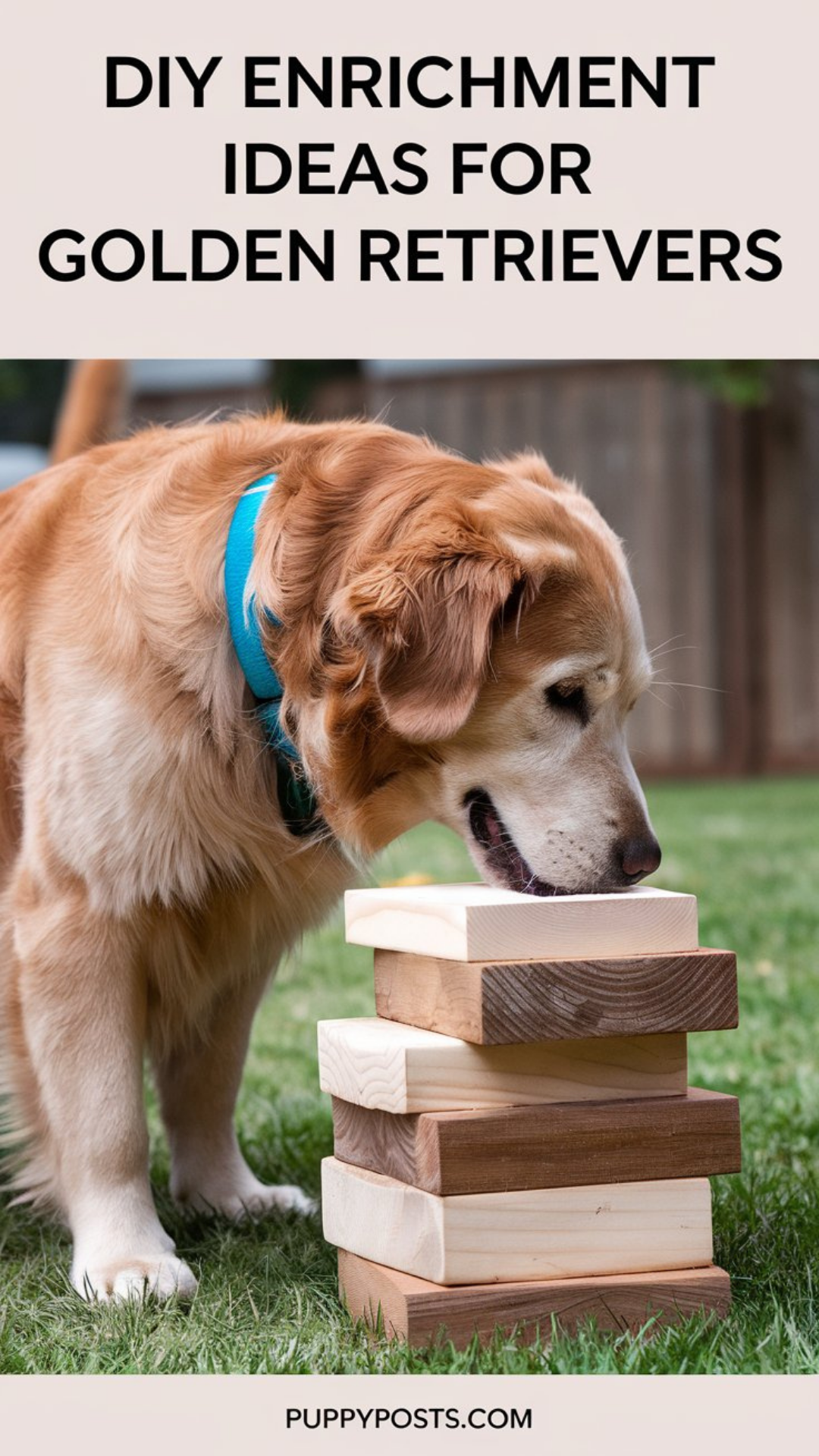 DIY enrichment ideas for Golden Retrievers DIY enrichment ideas for Golden Retrievers