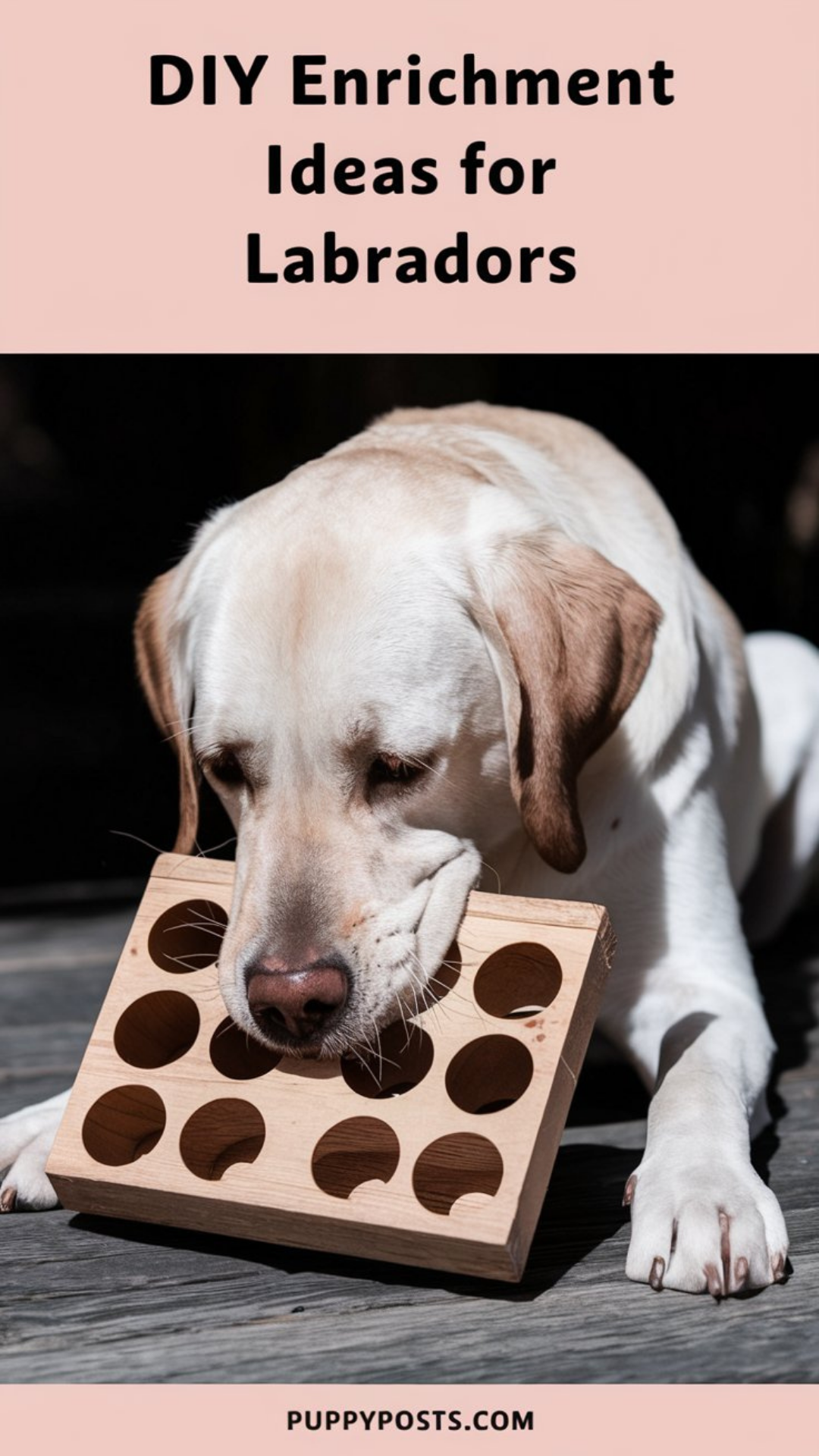 DIY enrichment ideas for Labradors DIY enrichment ideas for Labradors