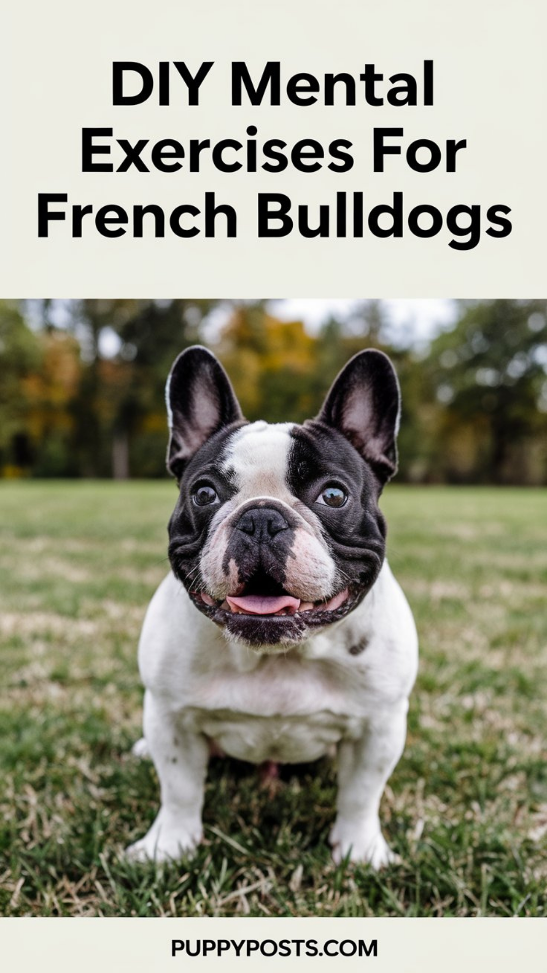 DIY mental exercises for French Bulldogs