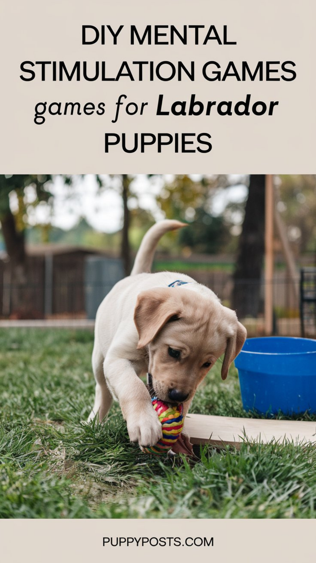 DIY mental stimulation games for Labrador puppies