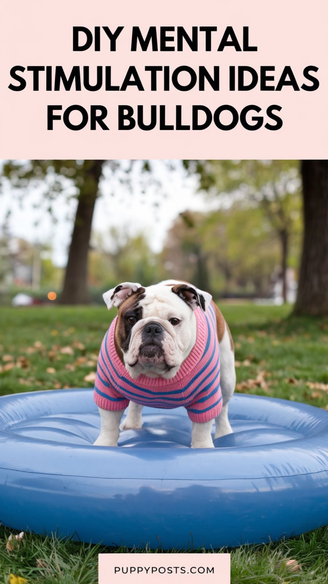 DIY mental stimulation ideas for Bulldogs DIY mental stimulation ideas for Bulldogs