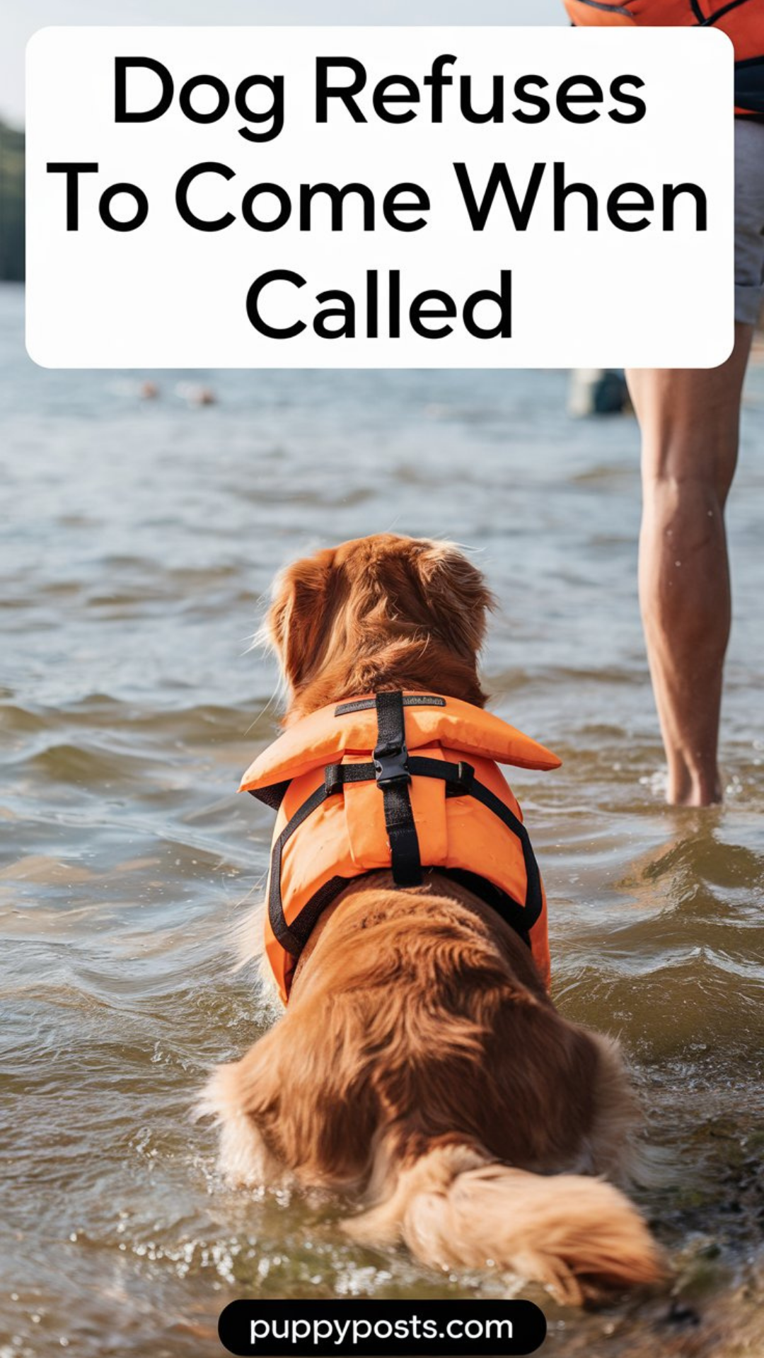 Dog refuses to come when called Dog refuses to come when called