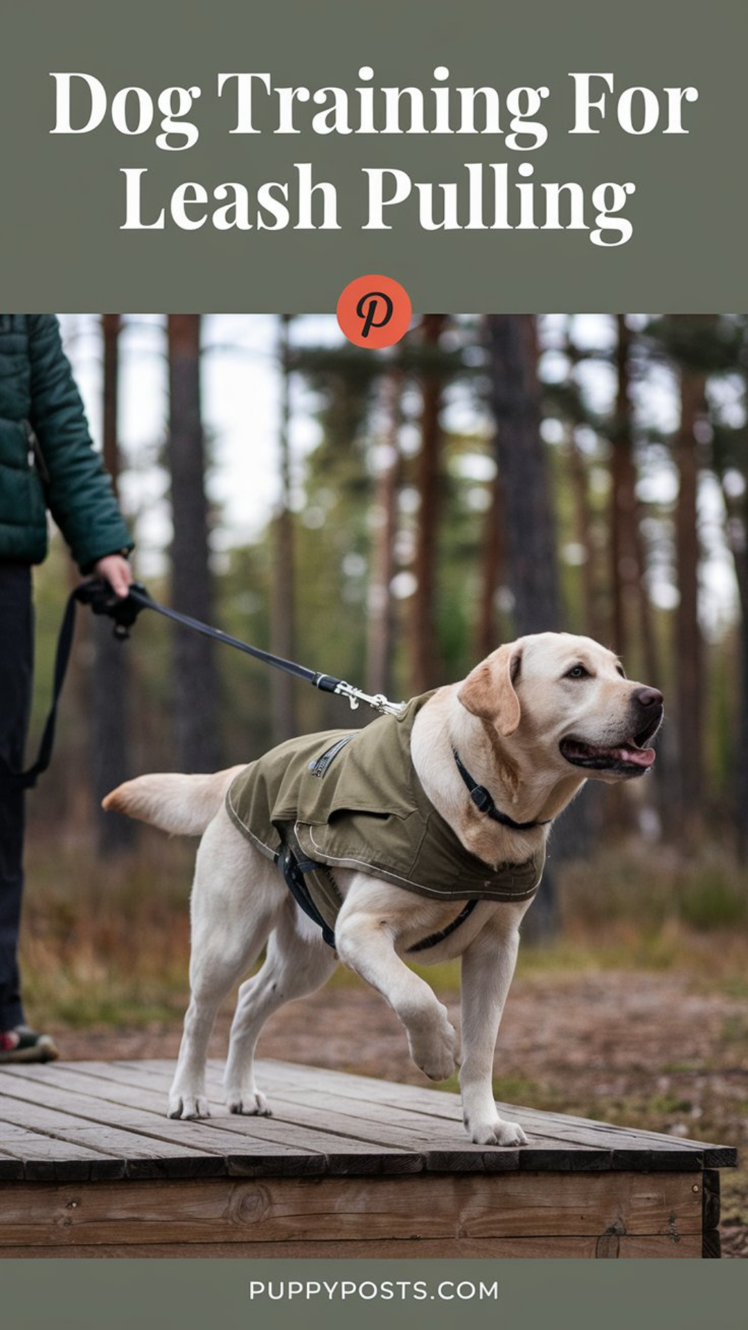 Dog training for leash pulling Dog training for leash pulling