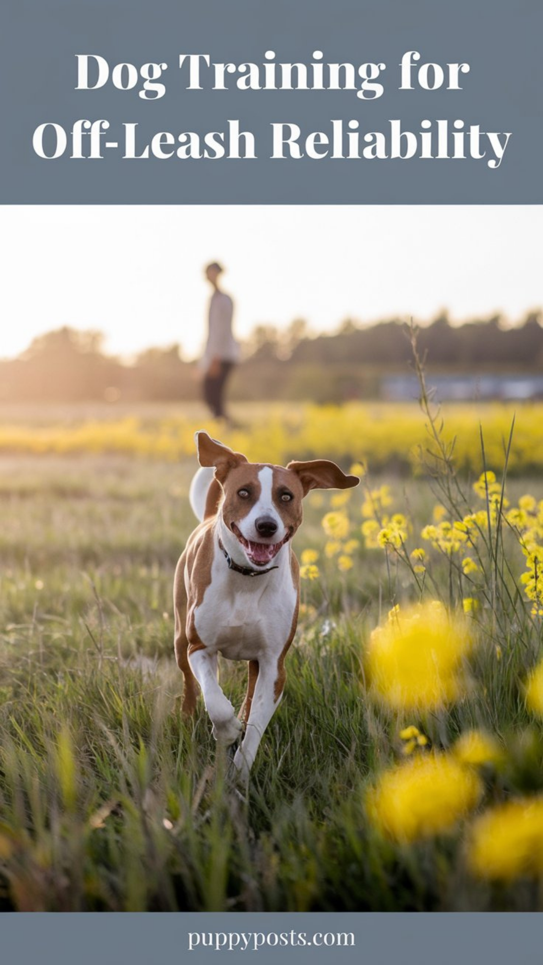 Dog training for off-leash reliability Dog training for off-leash reliability