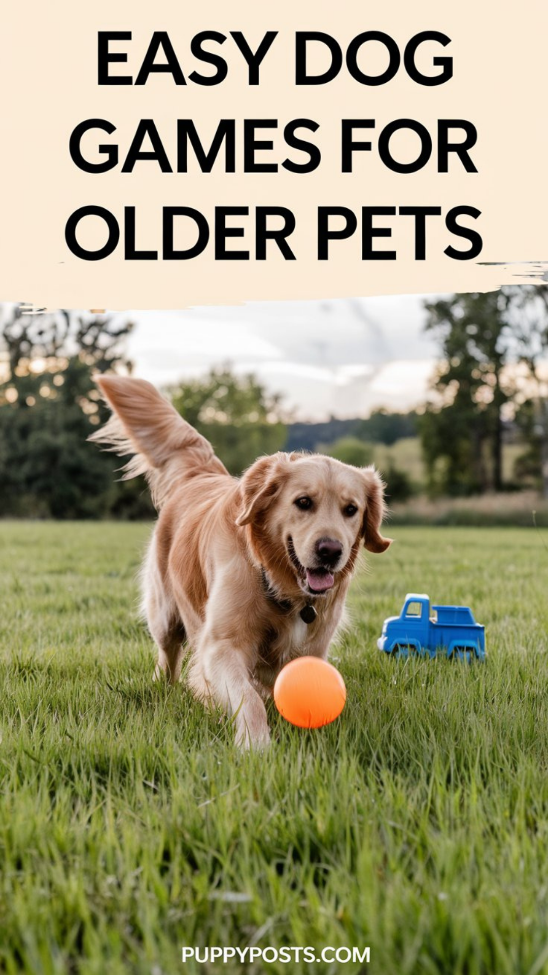 Easy dog games for older pets Easy dog games for older pets