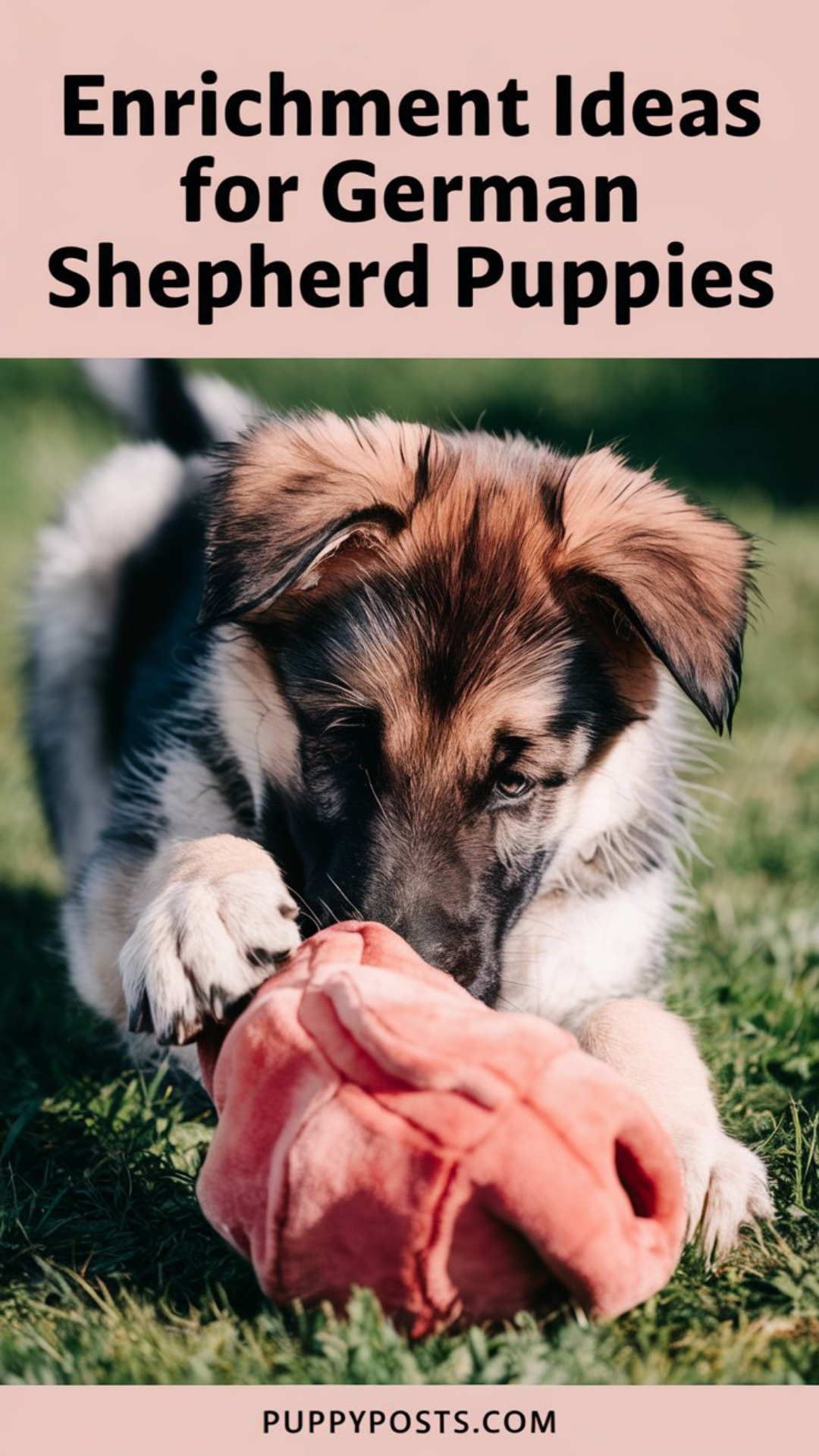 Enrichment ideas for German Shepherd puppies Enrichment ideas for German Shepherd puppies