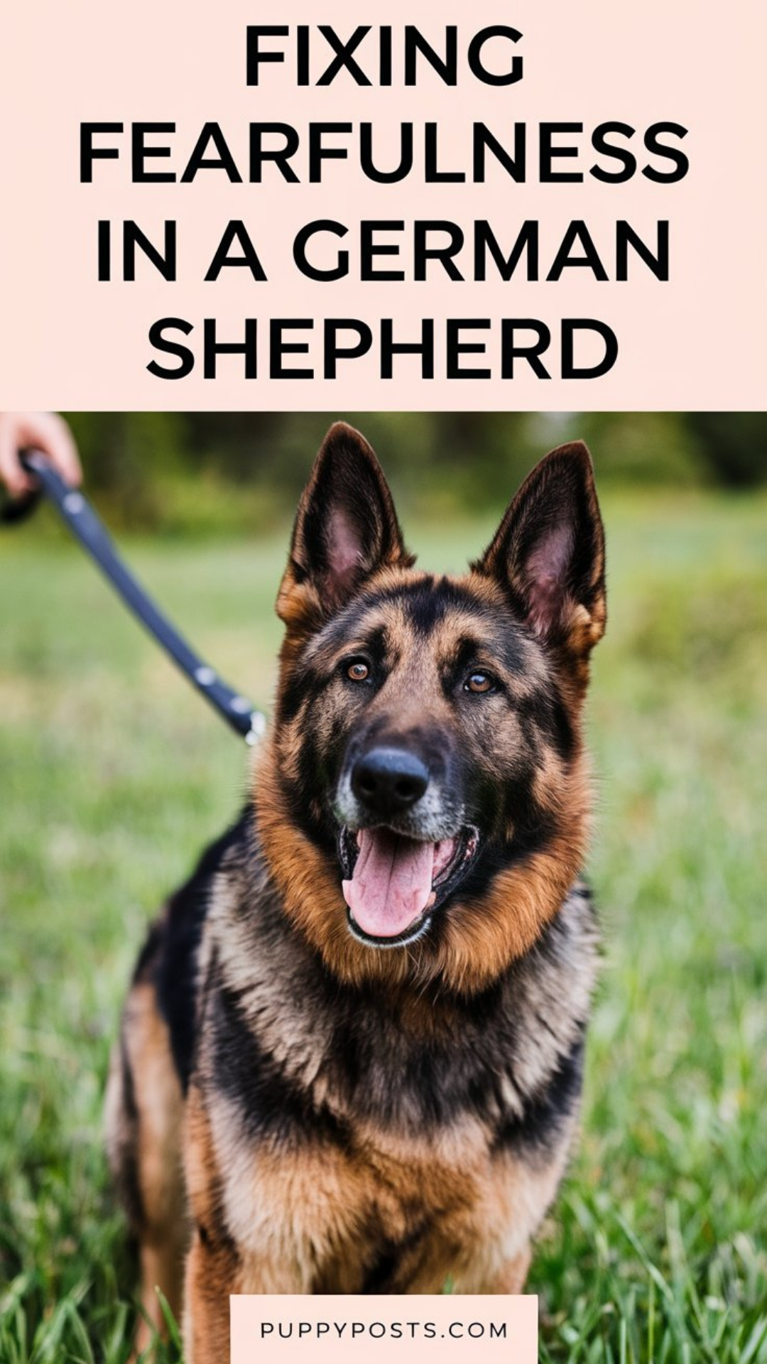 Fixing fearfulness in a German Shepherd Fixing fearfulness in a German Shepherd