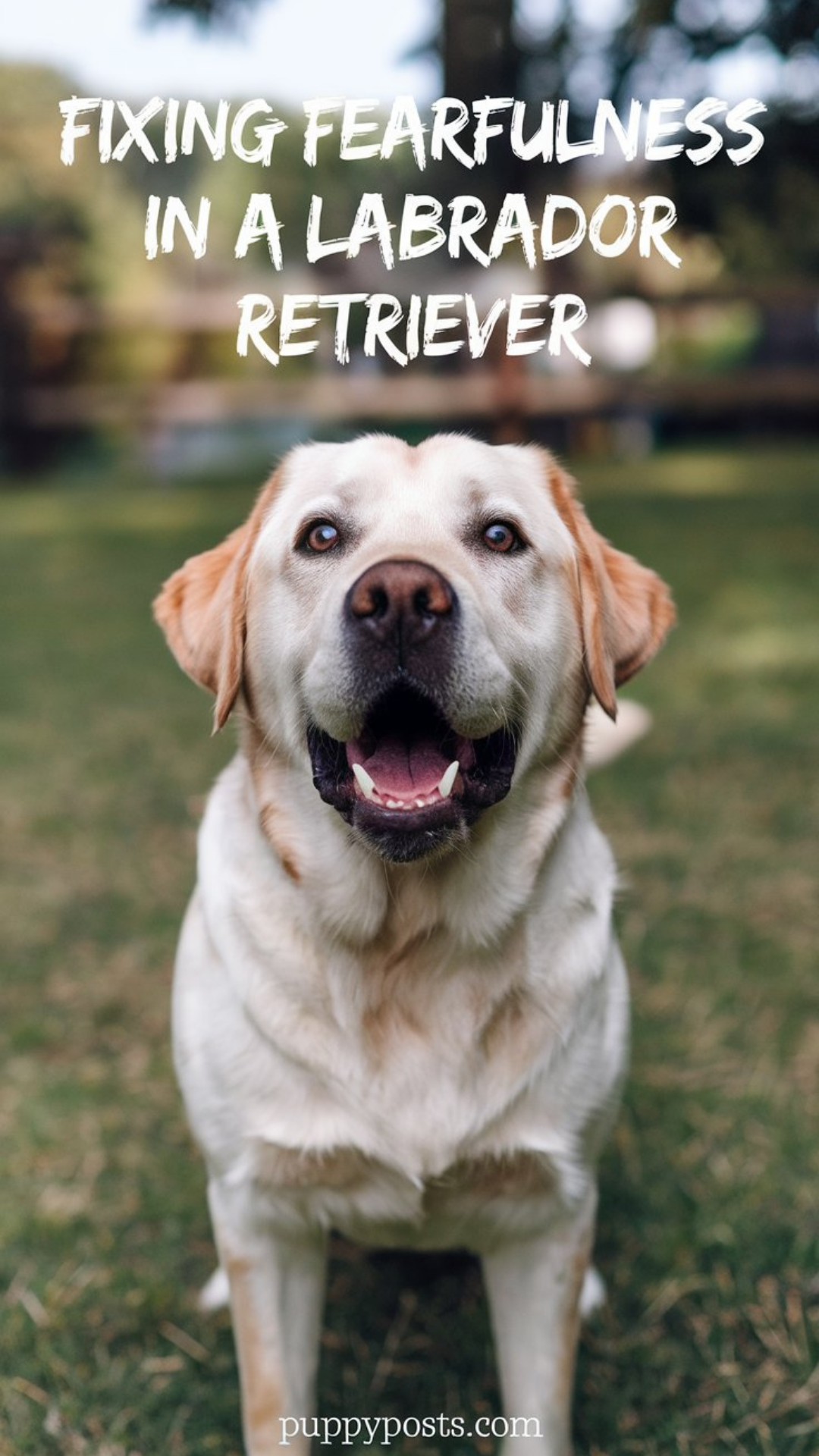 Fixing fearfulness in a Labrador Retriever Fixing fearfulness in a Labrador Retriever