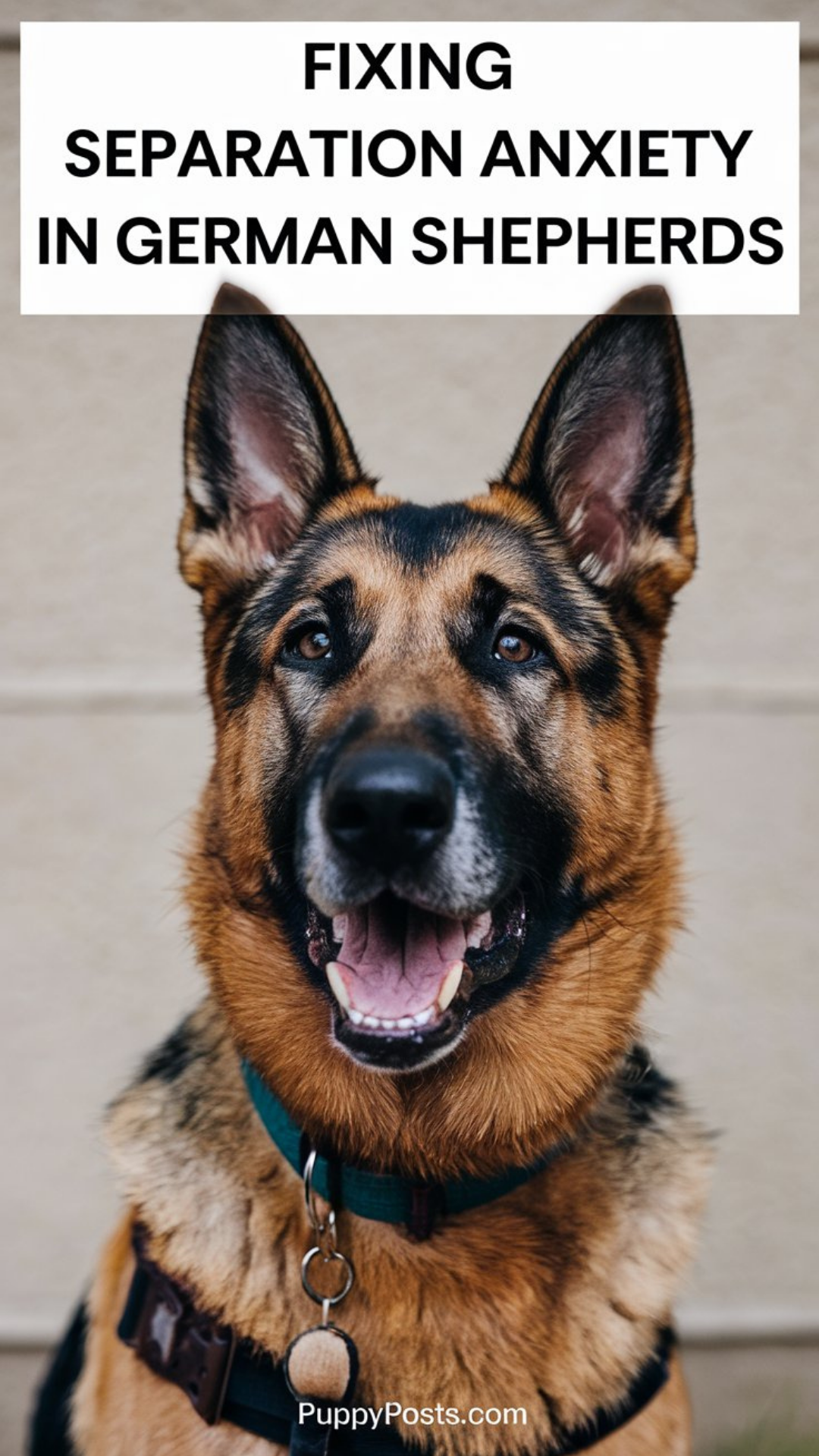 Fixing separation anxiety in German Shepherds
