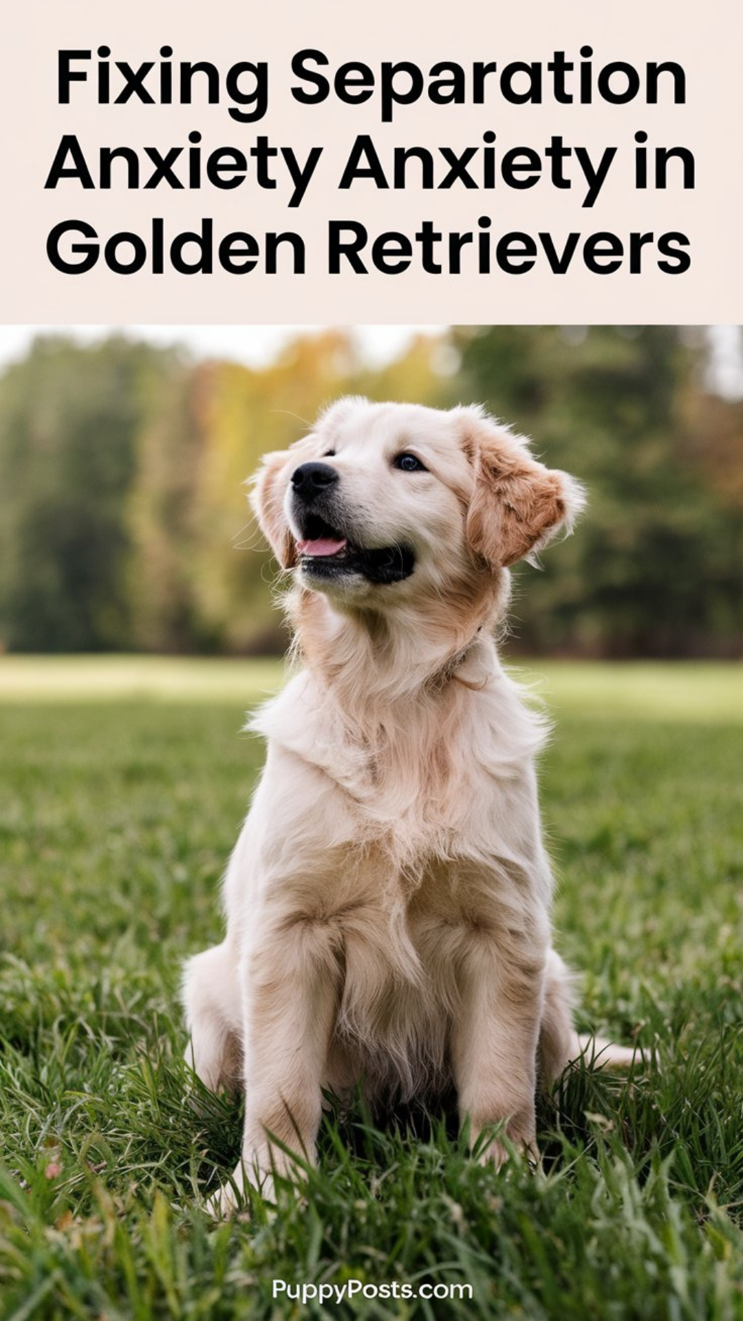 Fixing separation anxiety in Golden Retrievers Fixing separation anxiety in Golden Retrievers