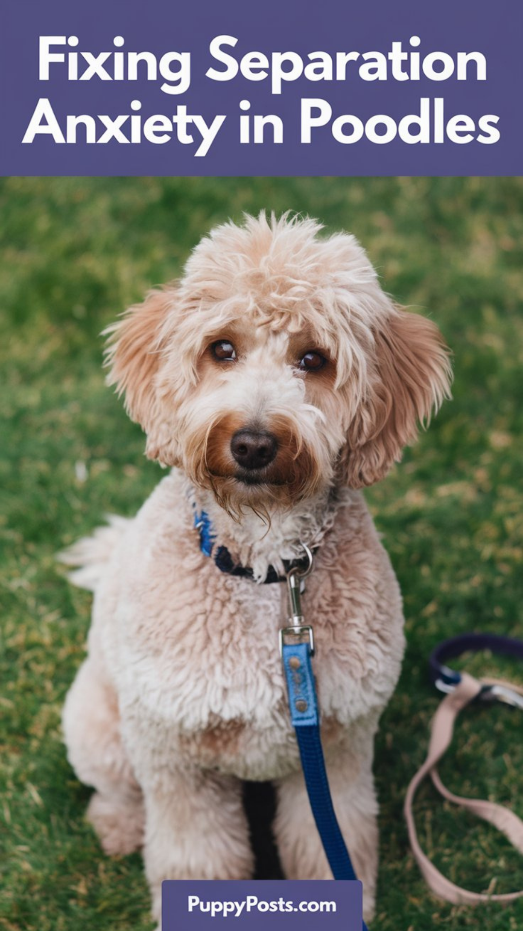 Fixing separation anxiety in Poodles Fixing separation anxiety in Poodles