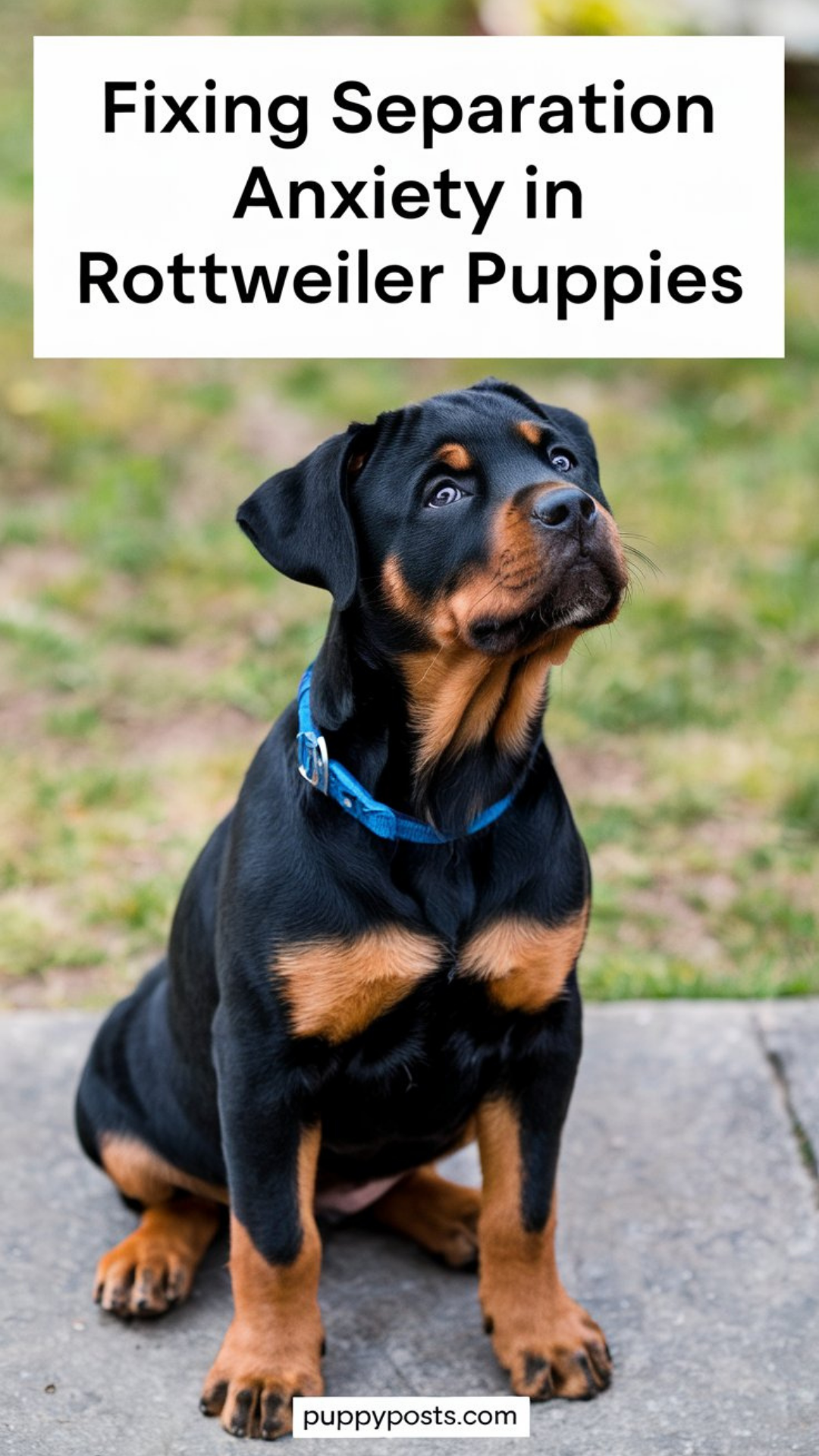 Fixing separation anxiety in Rottweiler puppies Fixing separation anxiety in Rottweiler puppies