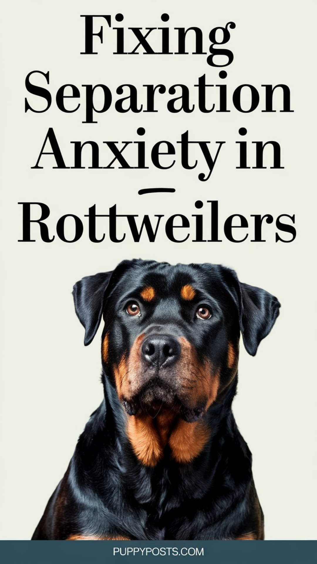 Fixing separation anxiety in Rottweilers Fixing separation anxiety in Rottweilers