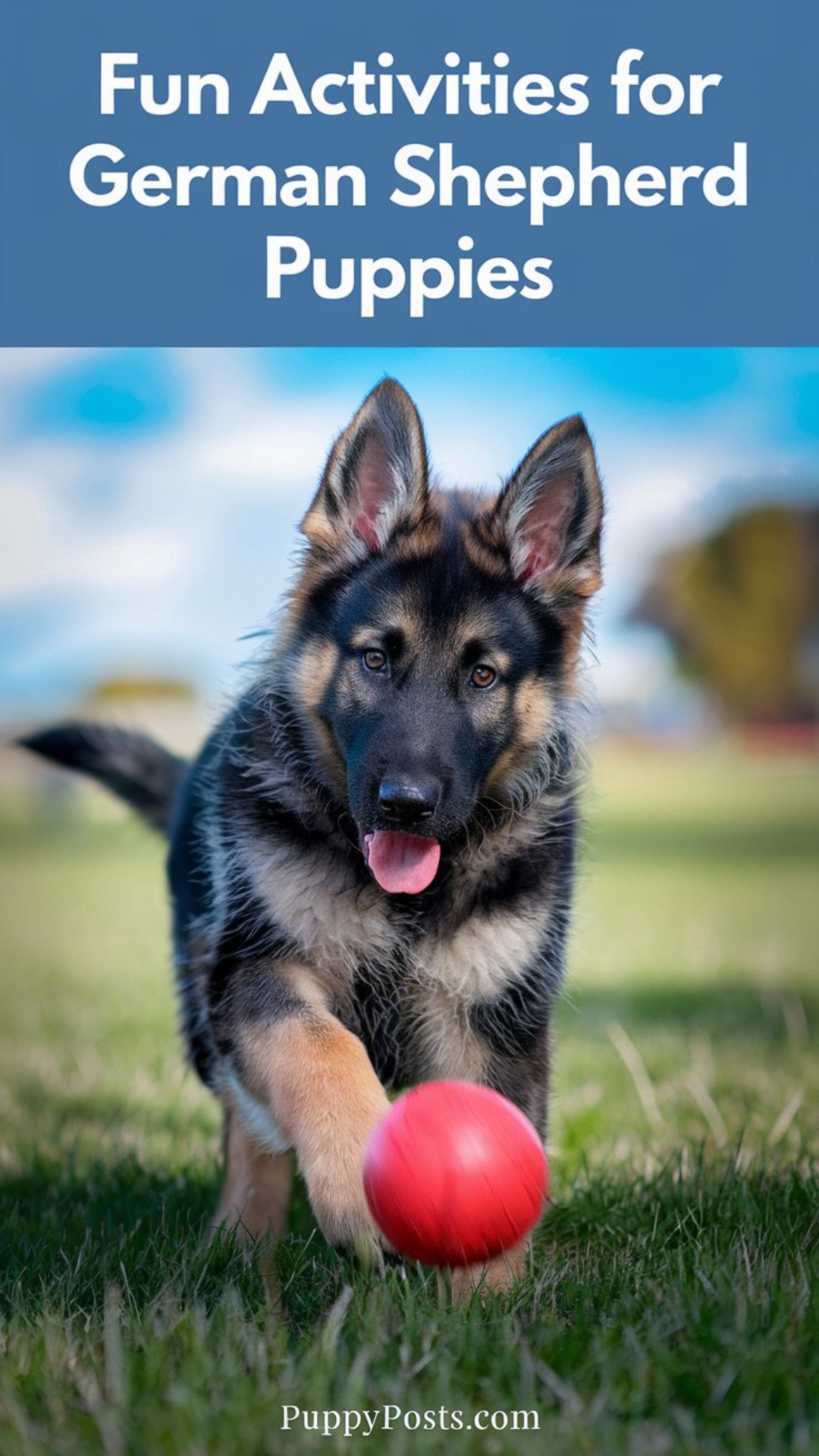 Fun activities for German Shepherd puppies Fun activities for German Shepherd puppies