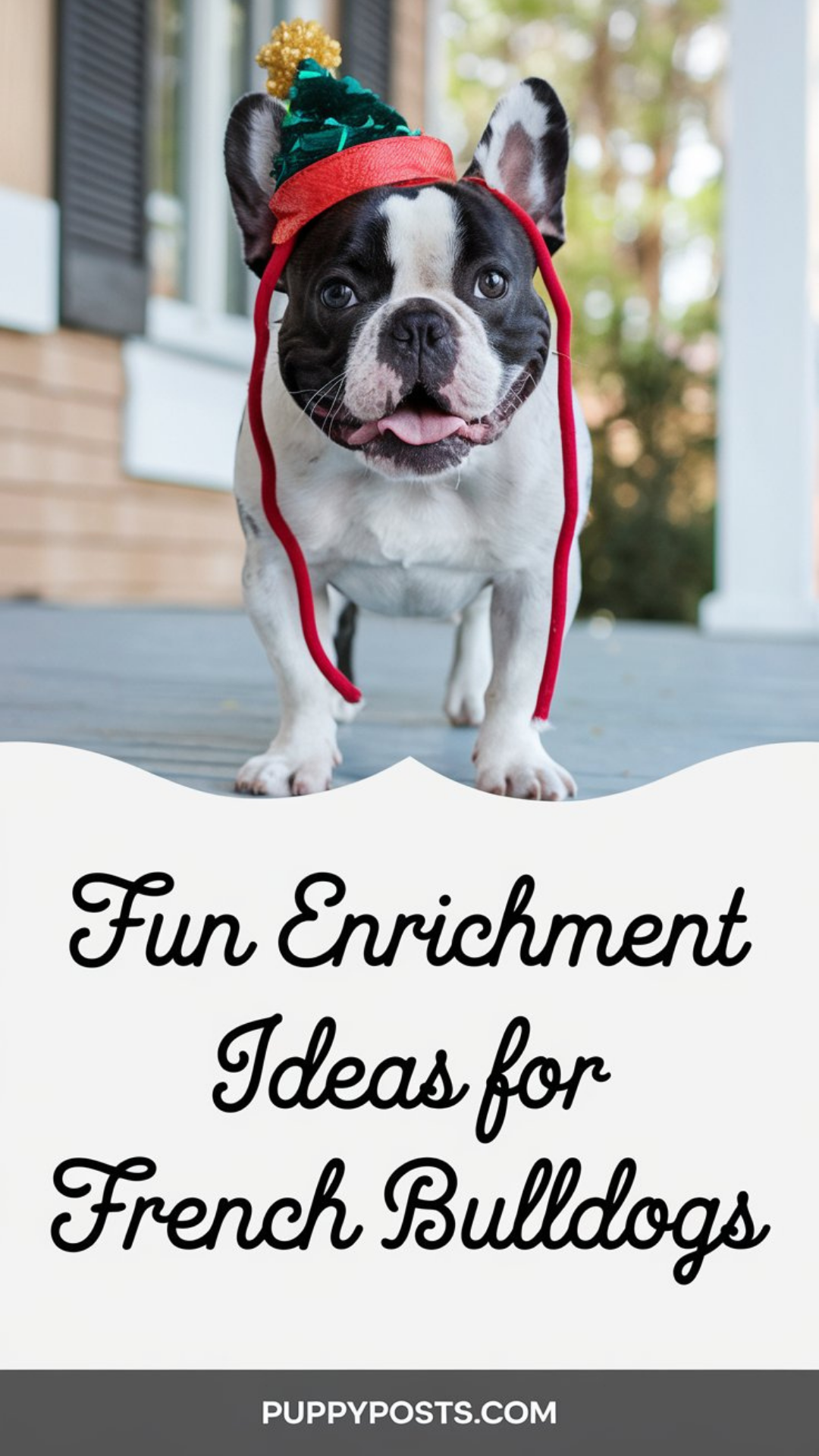 Fun enrichment ideas for French Bulldogs Fun enrichment ideas for French Bulldogs