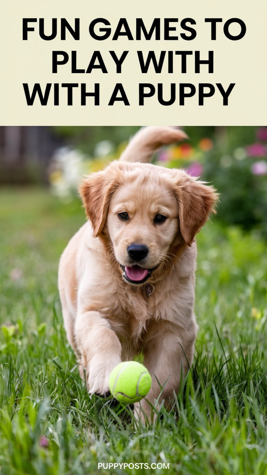 Fun games to play with a puppy Fun games to play with a puppy