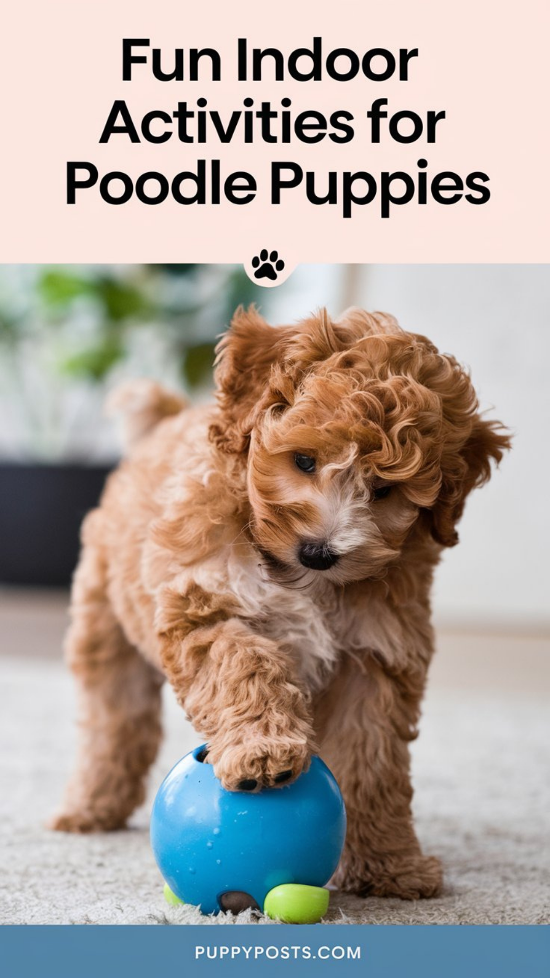 Fun indoor activities for Poodle puppies Fun indoor activities for Poodle puppies