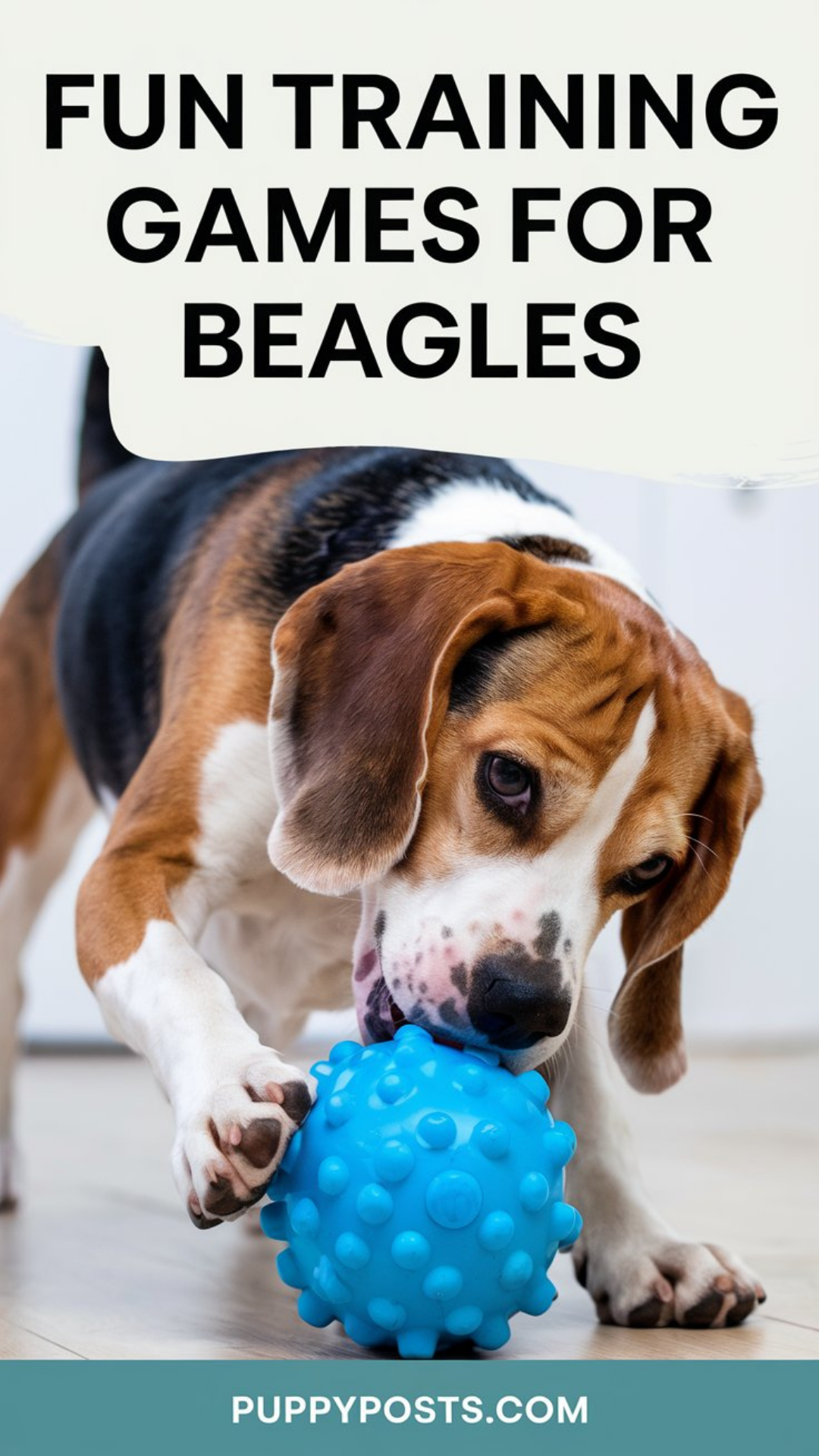 Fun training games for Beagles