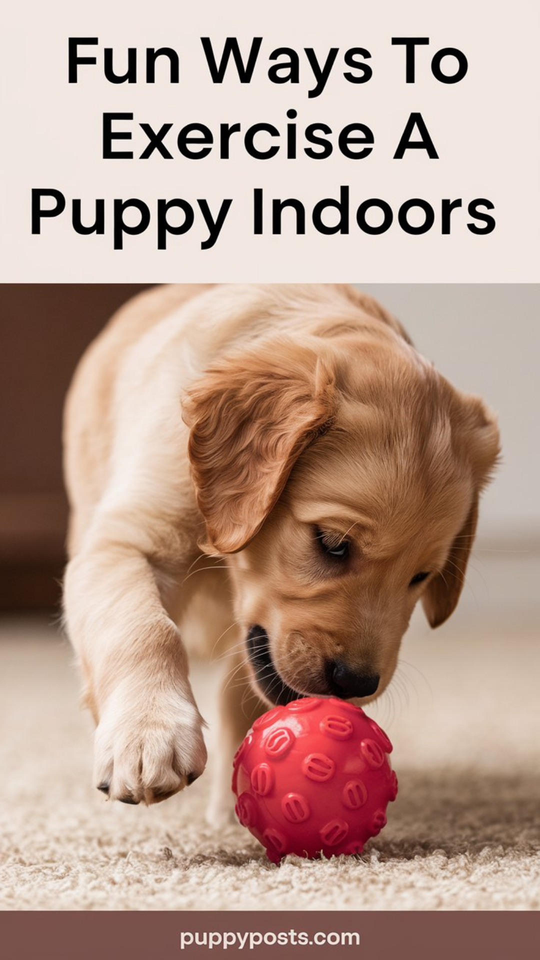 Fun ways to exercise a puppy indoors Fun ways to exercise a puppy indoors
