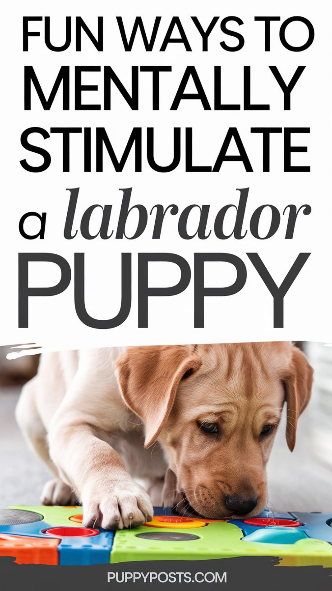 Fun ways to mentally stimulate a Labrador puppy Fun ways to mentally stimulate a Labrador puppy