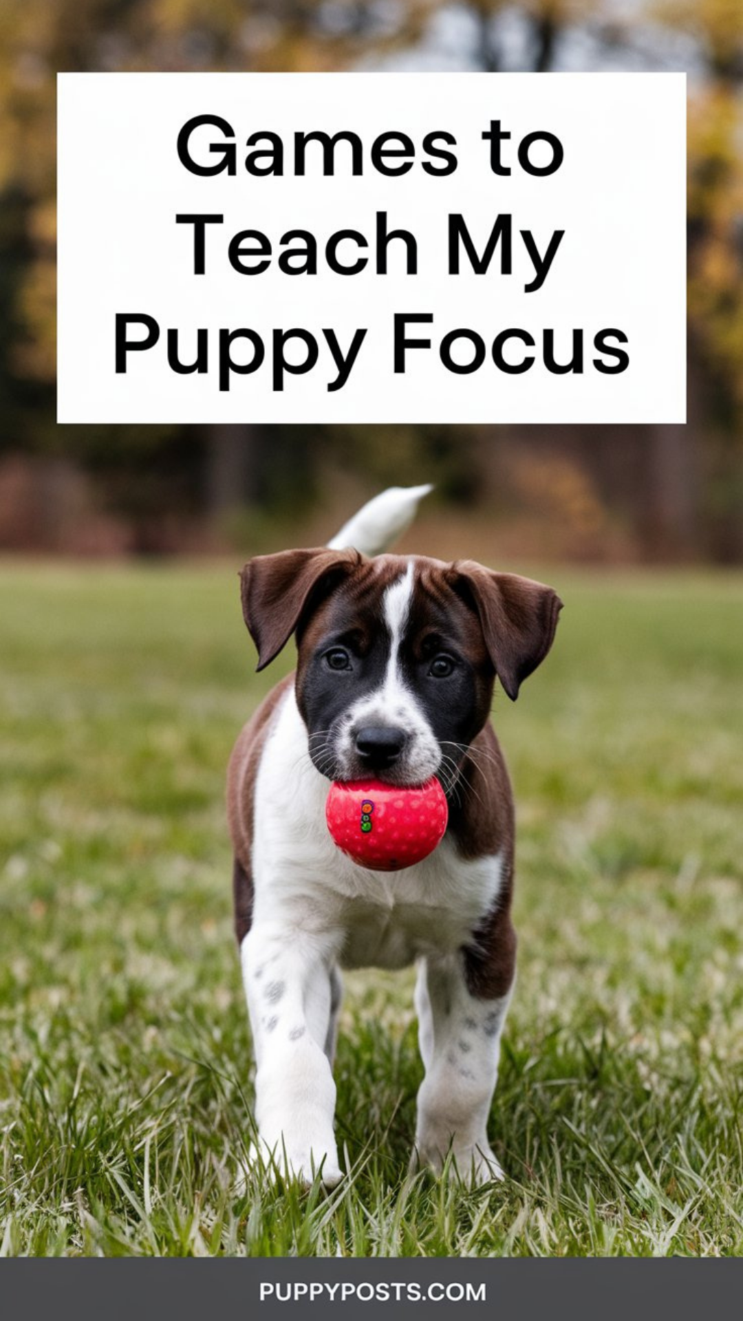 Games to teach my puppy focus Games to teach my puppy focus