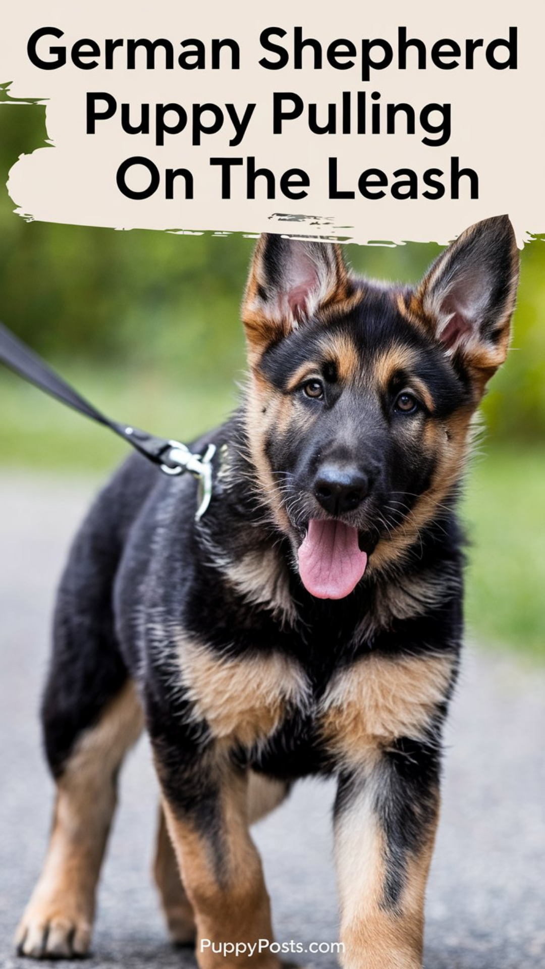 German Shepherd puppy pulling on the leash German Shepherd puppy pulling on the leash