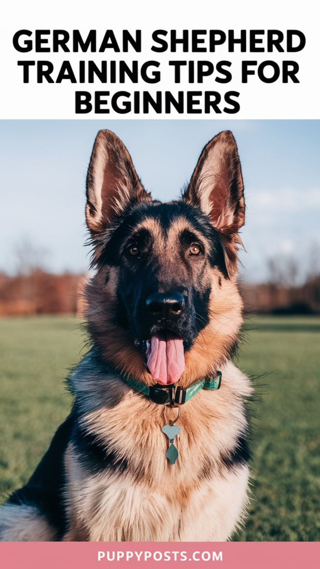 German Shepherd training tips for beginners