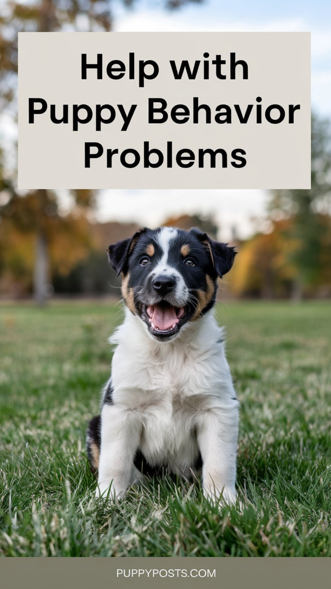 Help with puppy behavior problems Help with puppy behavior problems