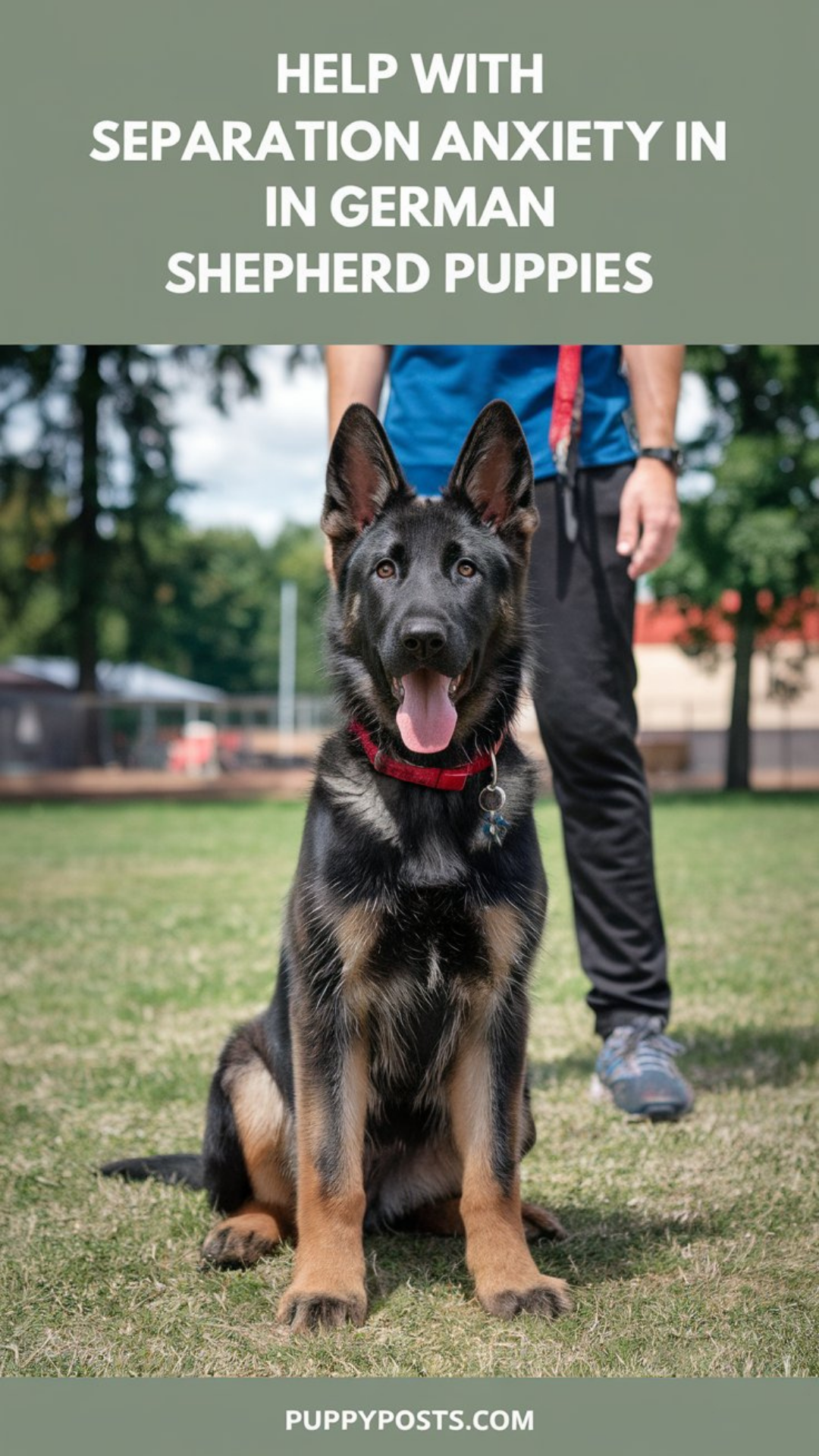 Help with separation anxiety in German Shepherd puppies Help with separation anxiety in German Shepherd puppies