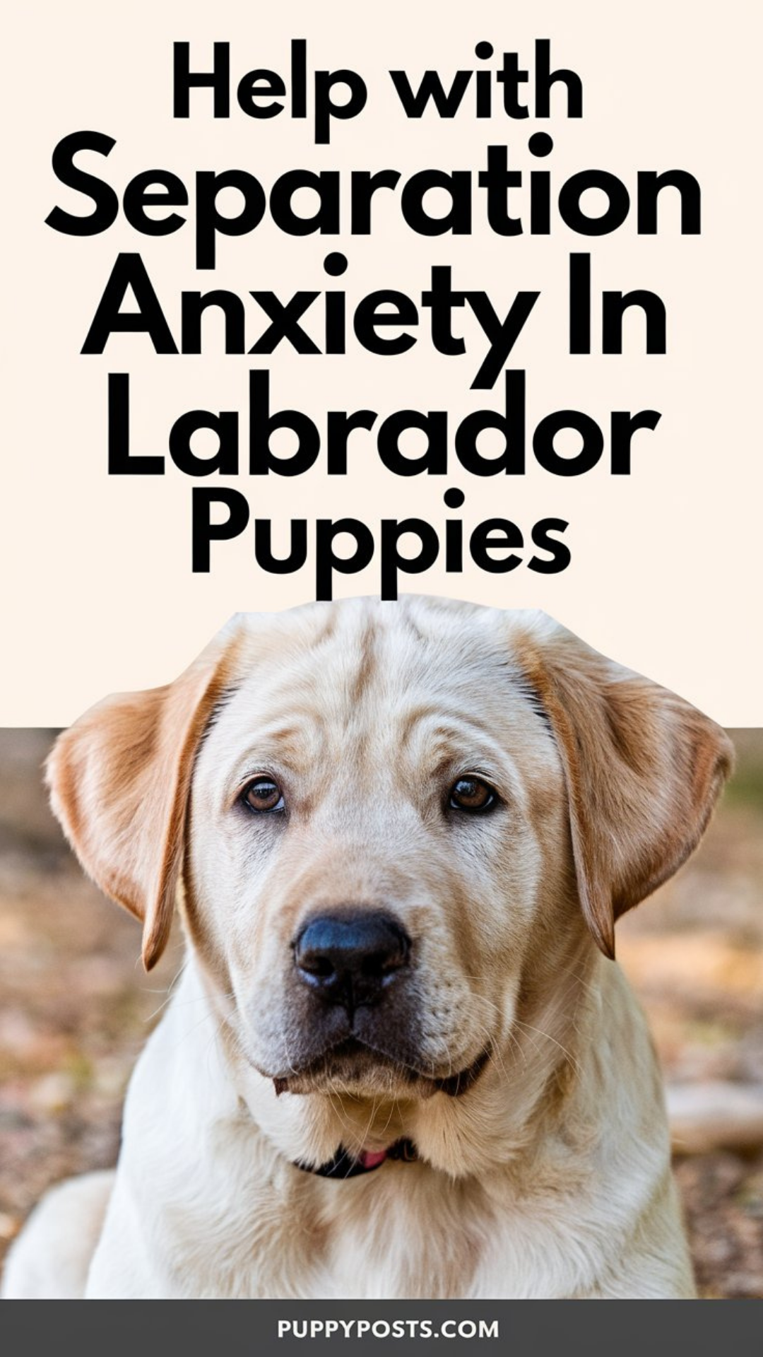 Help with separation anxiety in Labrador puppies Help with separation anxiety in Labrador puppies