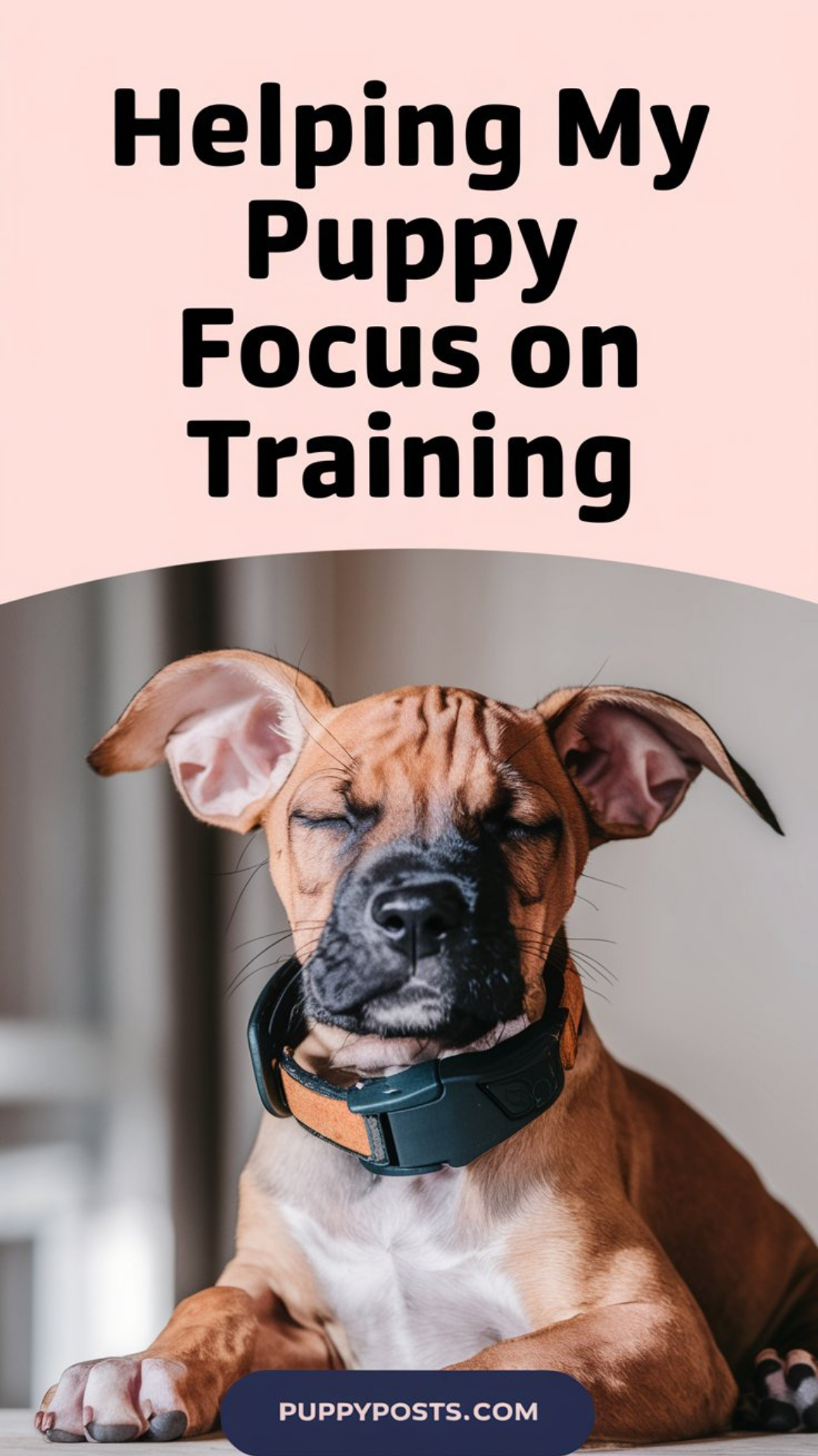 Helping my puppy focus on training Helping my puppy focus on training
