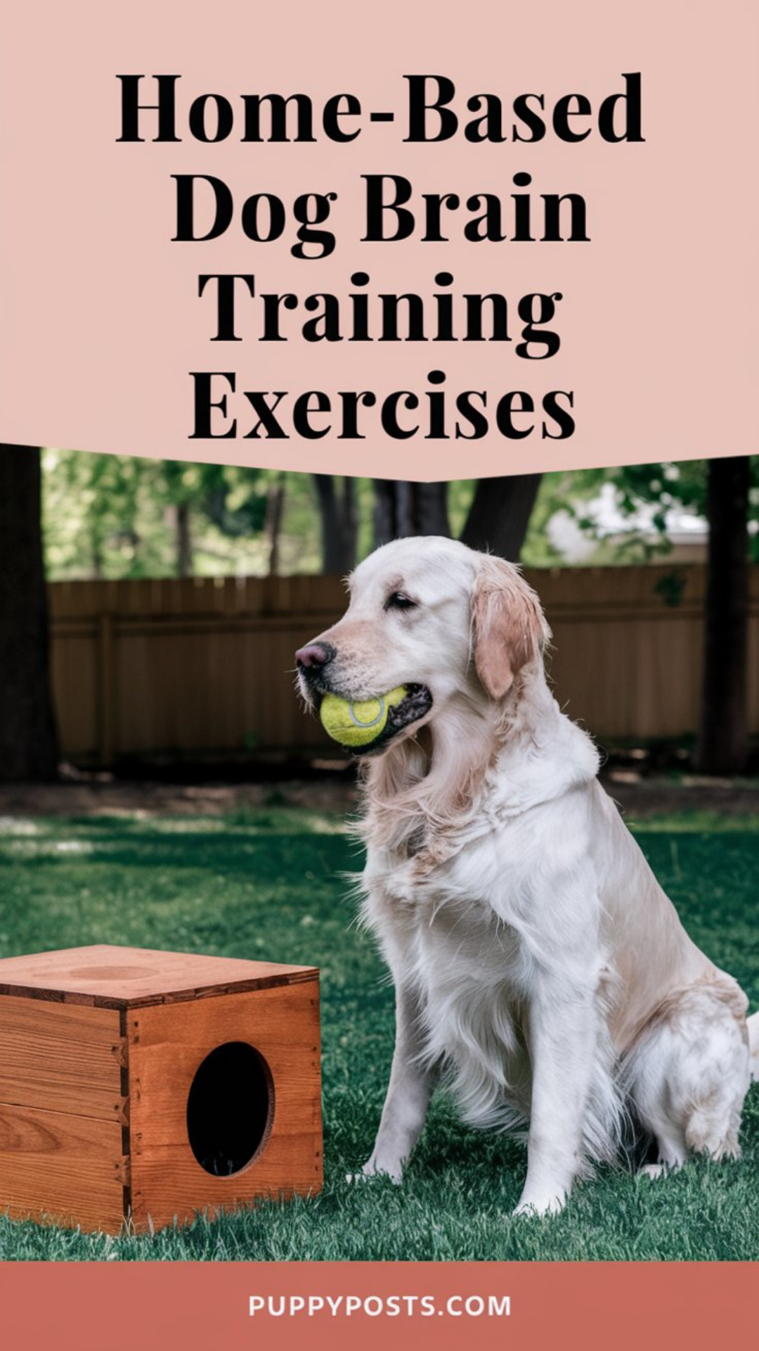 Home-based dog brain training exercises Home-based dog brain training exercises