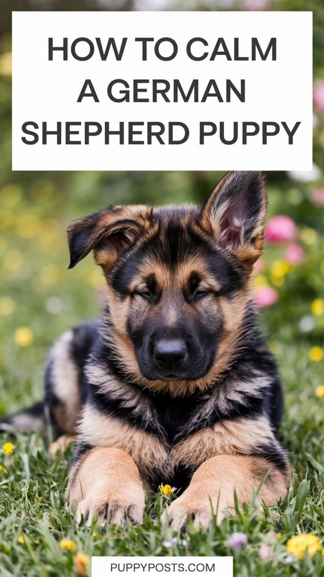 How to calm a German Shepherd puppy