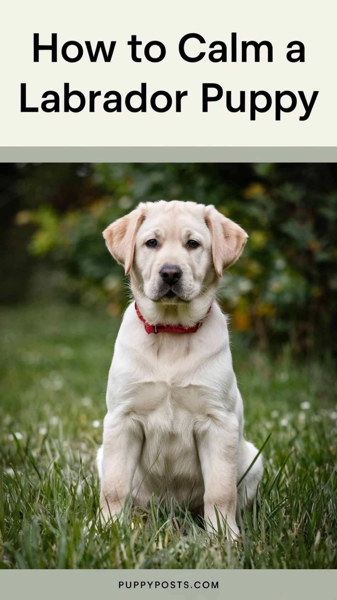 How to calm a Labrador puppy How to calm a Labrador puppy