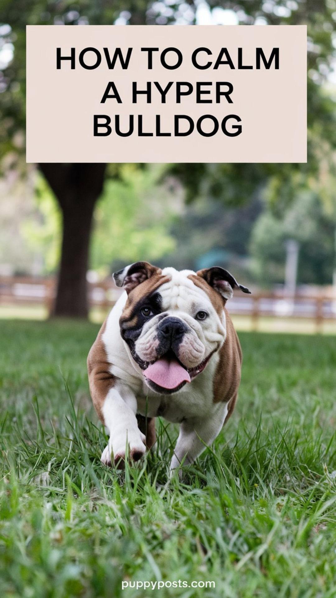 How to calm a hyper Bulldog How to calm a hyper Bulldog