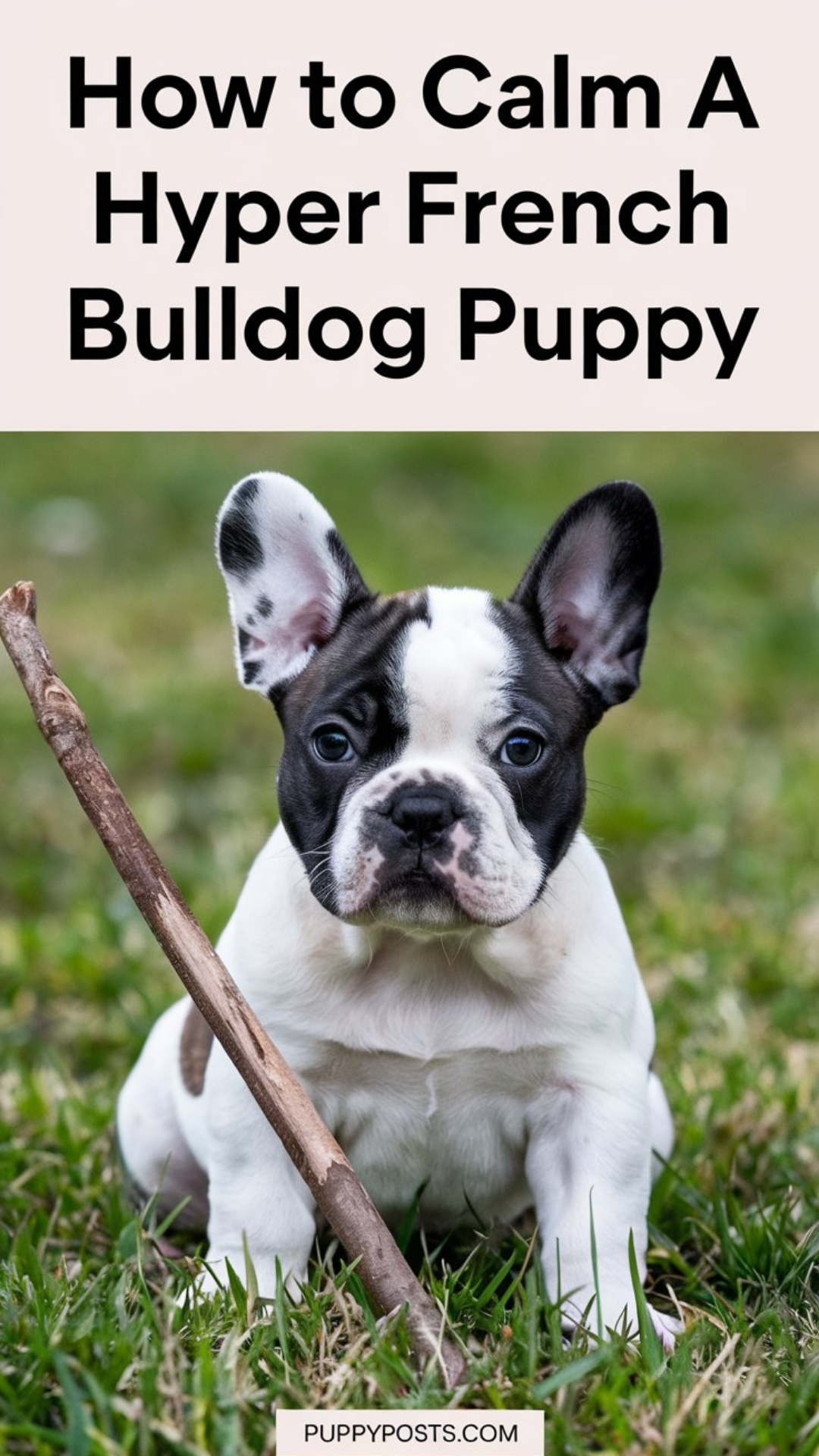 How to calm a hyper French Bulldog puppy How to calm a hyper French Bulldog puppy