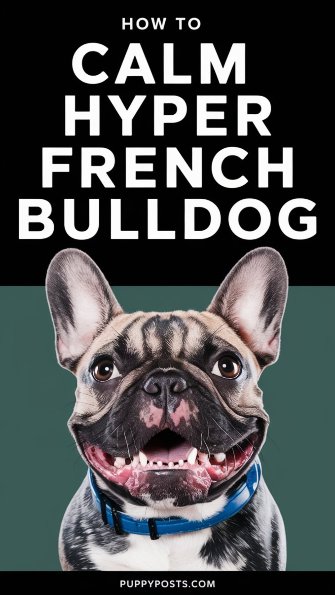How to calm a hyper French Bulldog