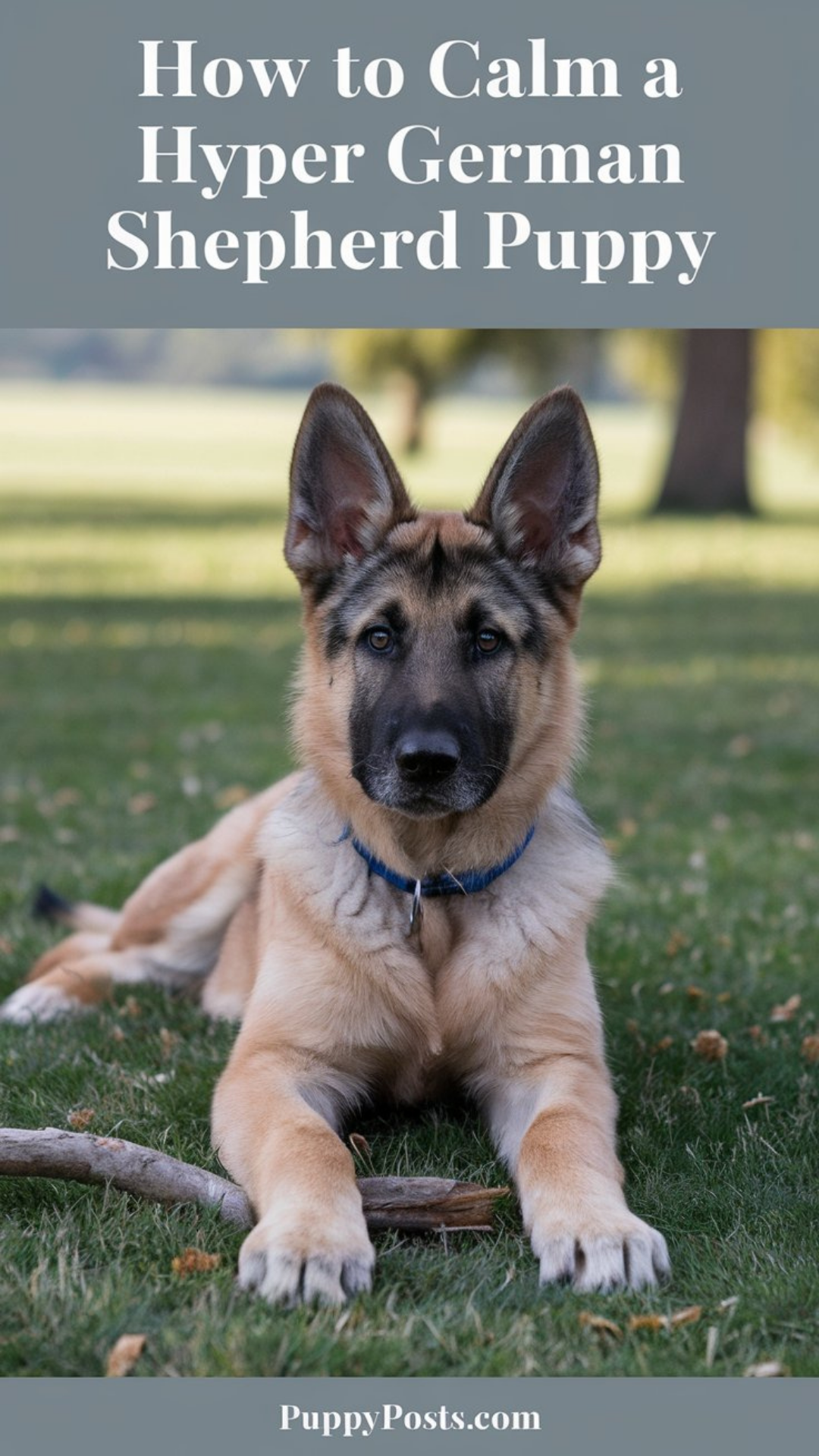 How to calm a hyper German Shepherd puppy How to calm a hyper German Shepherd puppy