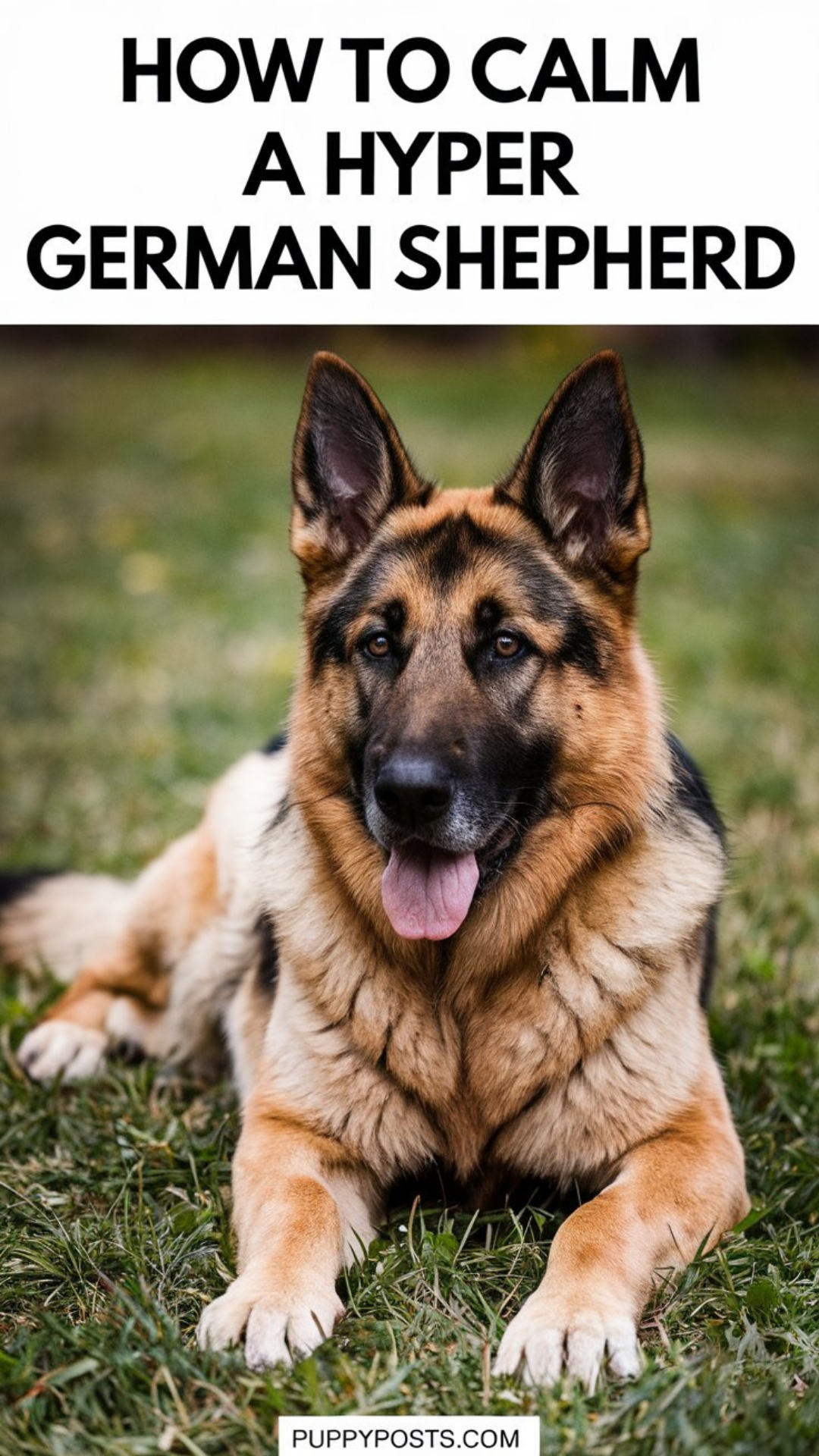 How to calm a hyper German Shepherd How to calm a hyper German Shepherd
