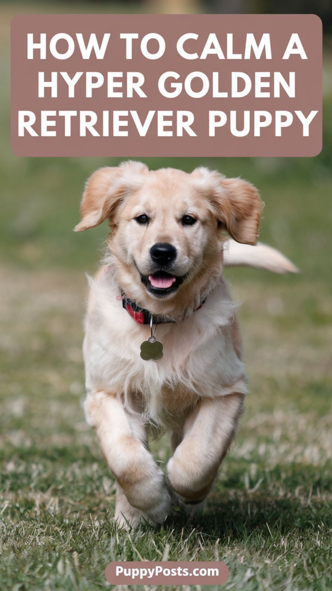 How to calm a hyper Golden Retriever puppy How to calm a hyper Golden Retriever puppy