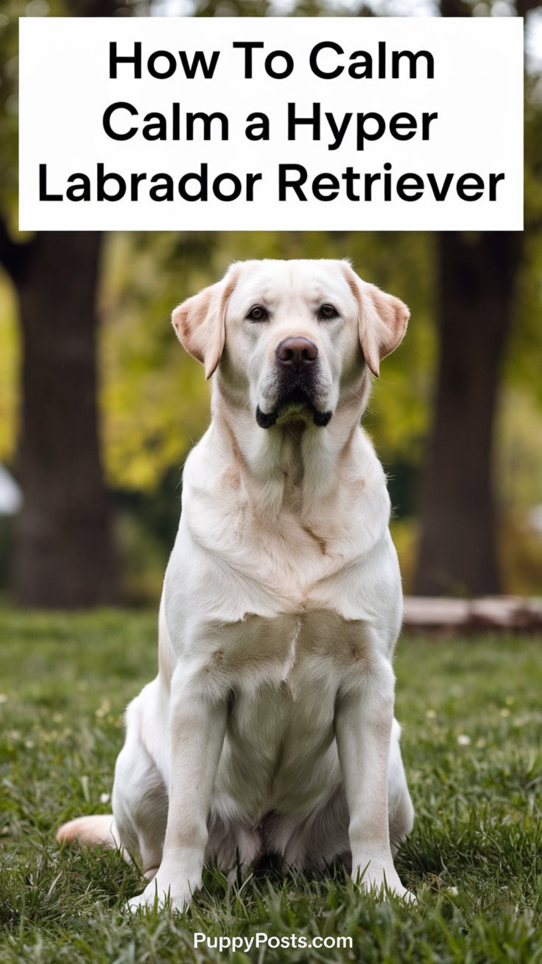 How to calm a hyper Labrador Retriever How to calm a hyper Labrador Retriever